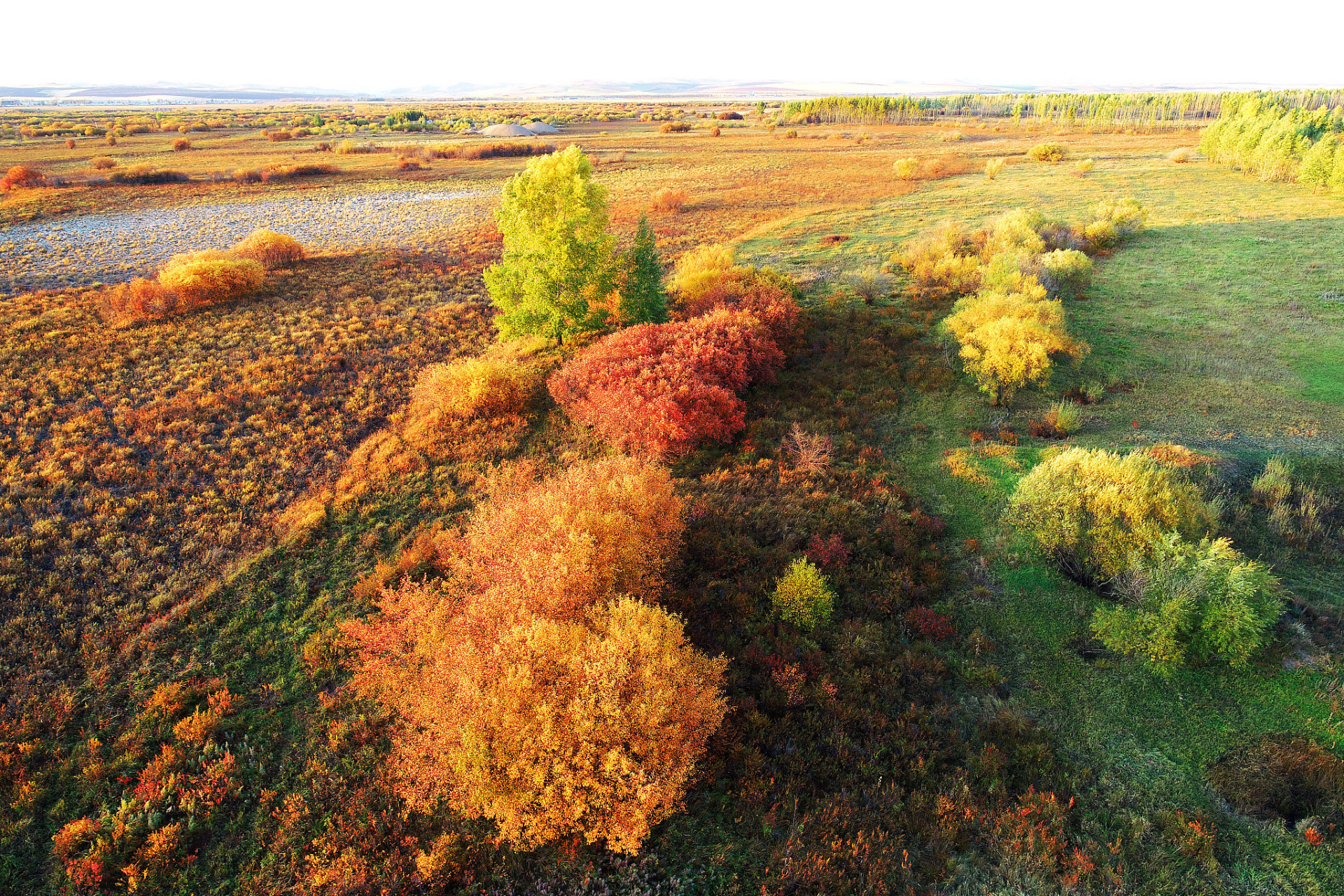 新疆沙棘林自然风光区:一场视觉与心灵的盛宴,等你来打卡!