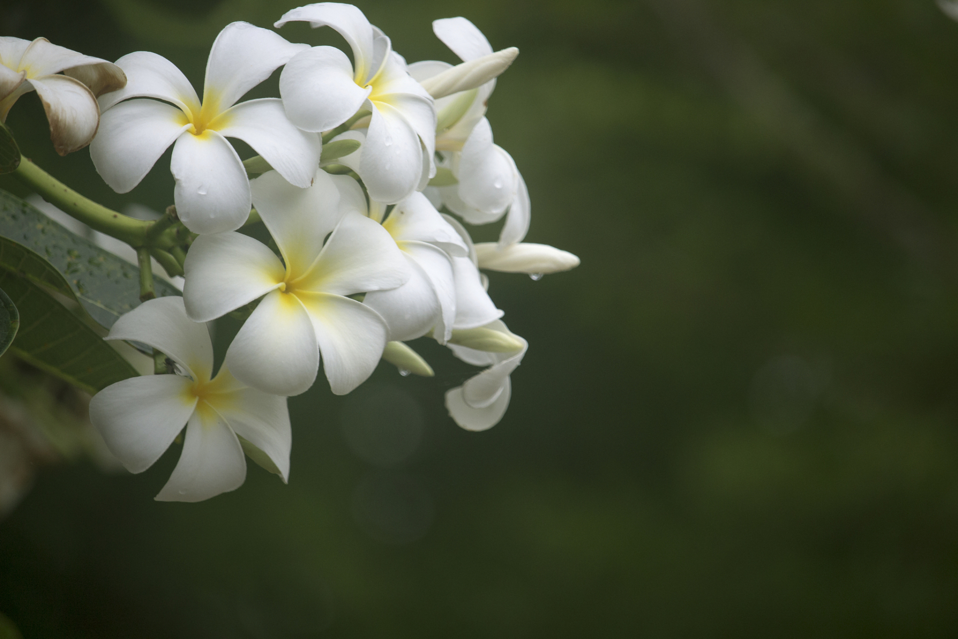 广州绿化花种类图片