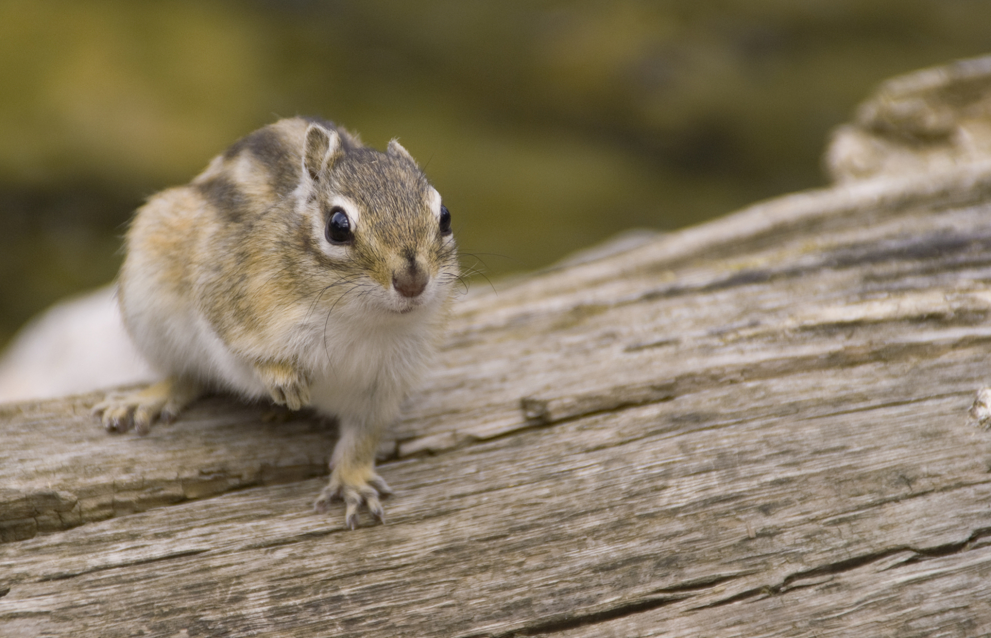 花鼠是一种杂食动物,它们喜欢吃豆类,麦类,谷类和瓜果等.
