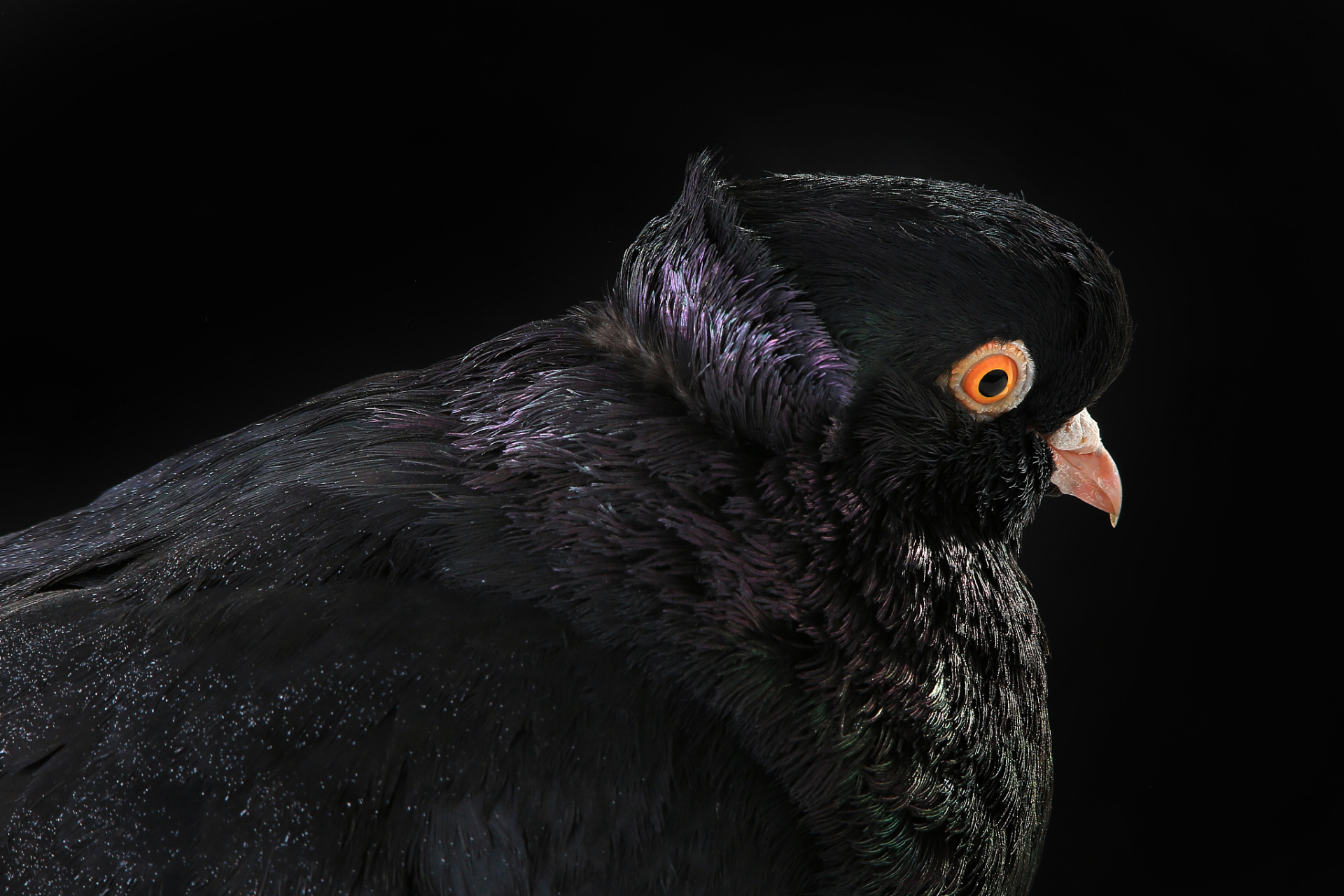 拥抱未知,探索它背后的意义吧![原文:黑色鸽子:神秘之翼还是不.