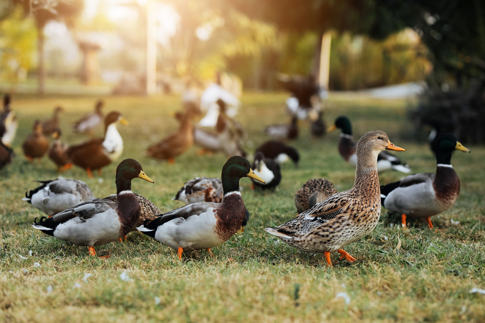 在一次台风中,一棵树被连根拔起,然而树下的鸭群却纹丝不动 网友们