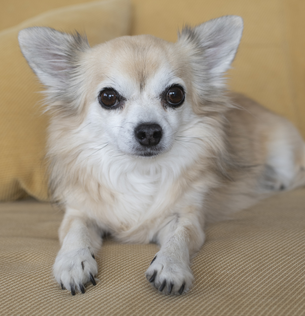 首先,串串狗并非某一特定品种的纯种犬,而是不同品种之间的混血儿.