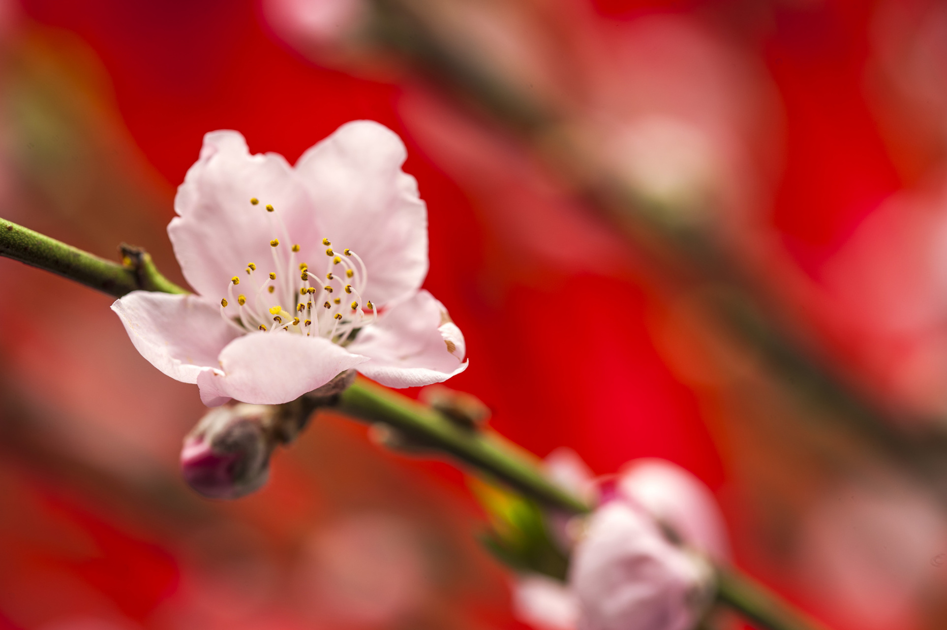 春日暖阳照四方,柳丝轻拂绿波长.桃花灼灼开千树,燕子翩翩舞万行.