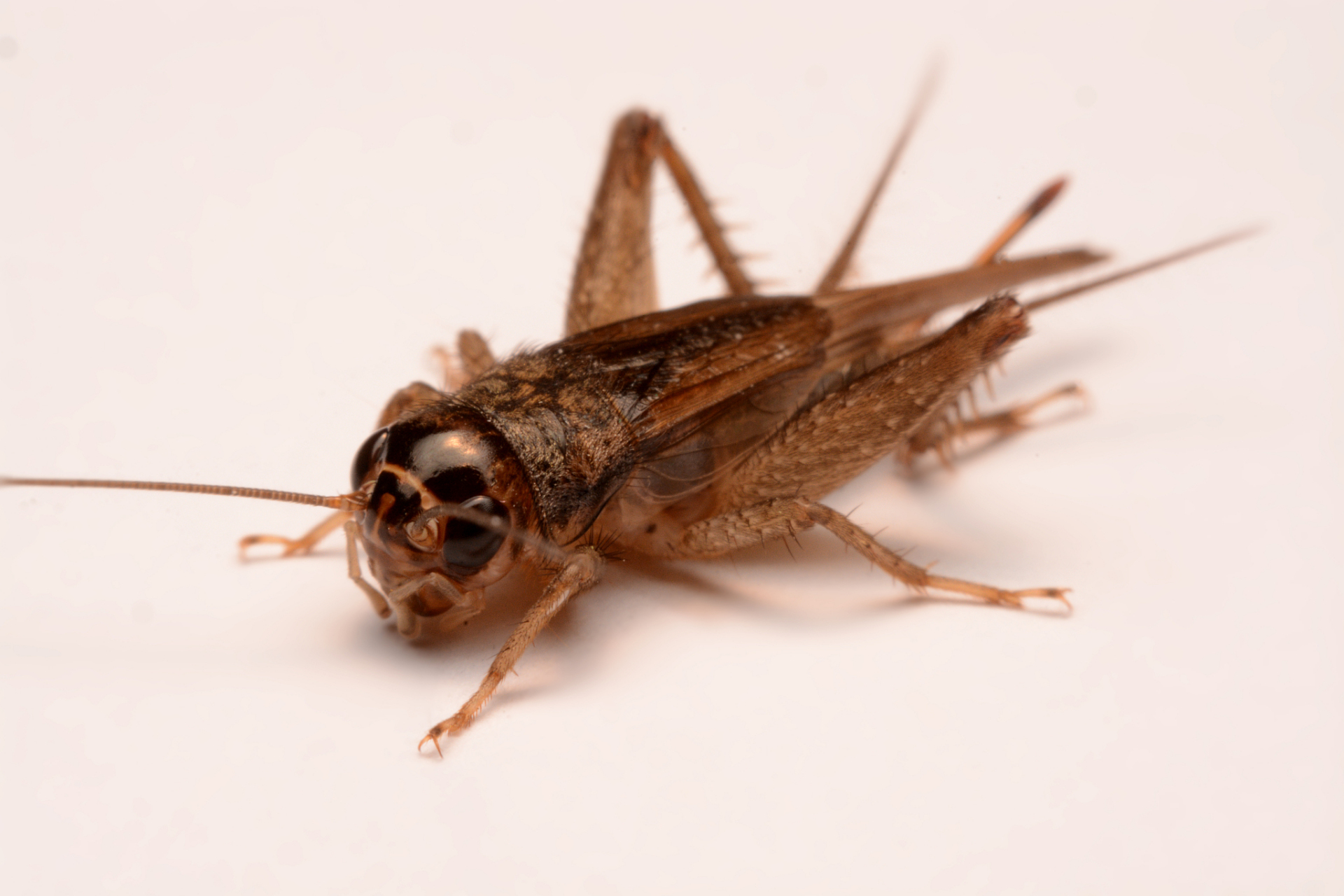 "意大利蟋蟀面粉,可制作面包和运动饮料"被热议,据外媒7月9日报道