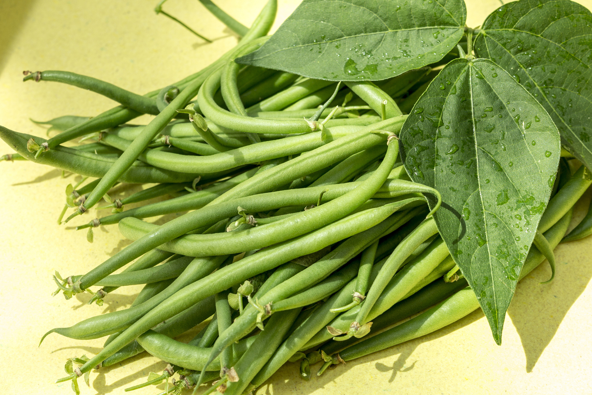 豆角富含营养物质,正确的浇水方法能促进其生长和发育,提高产量和品质