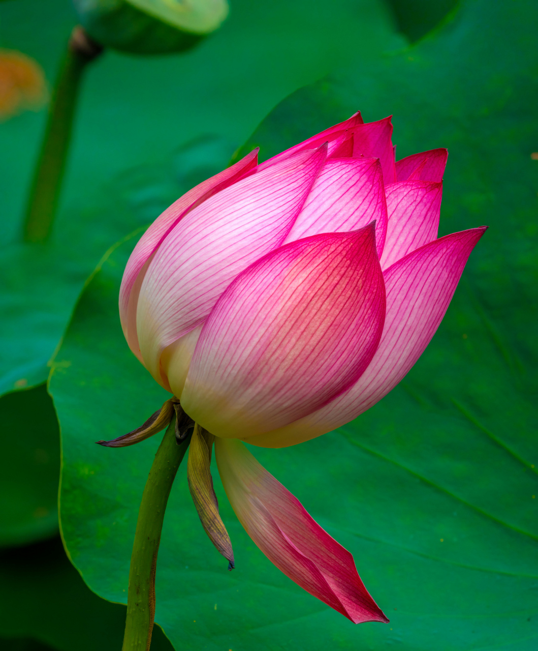 莲花与荷花的区别  在温暖的夏日阳光下,清澈的水面映照出一朵朵绚丽