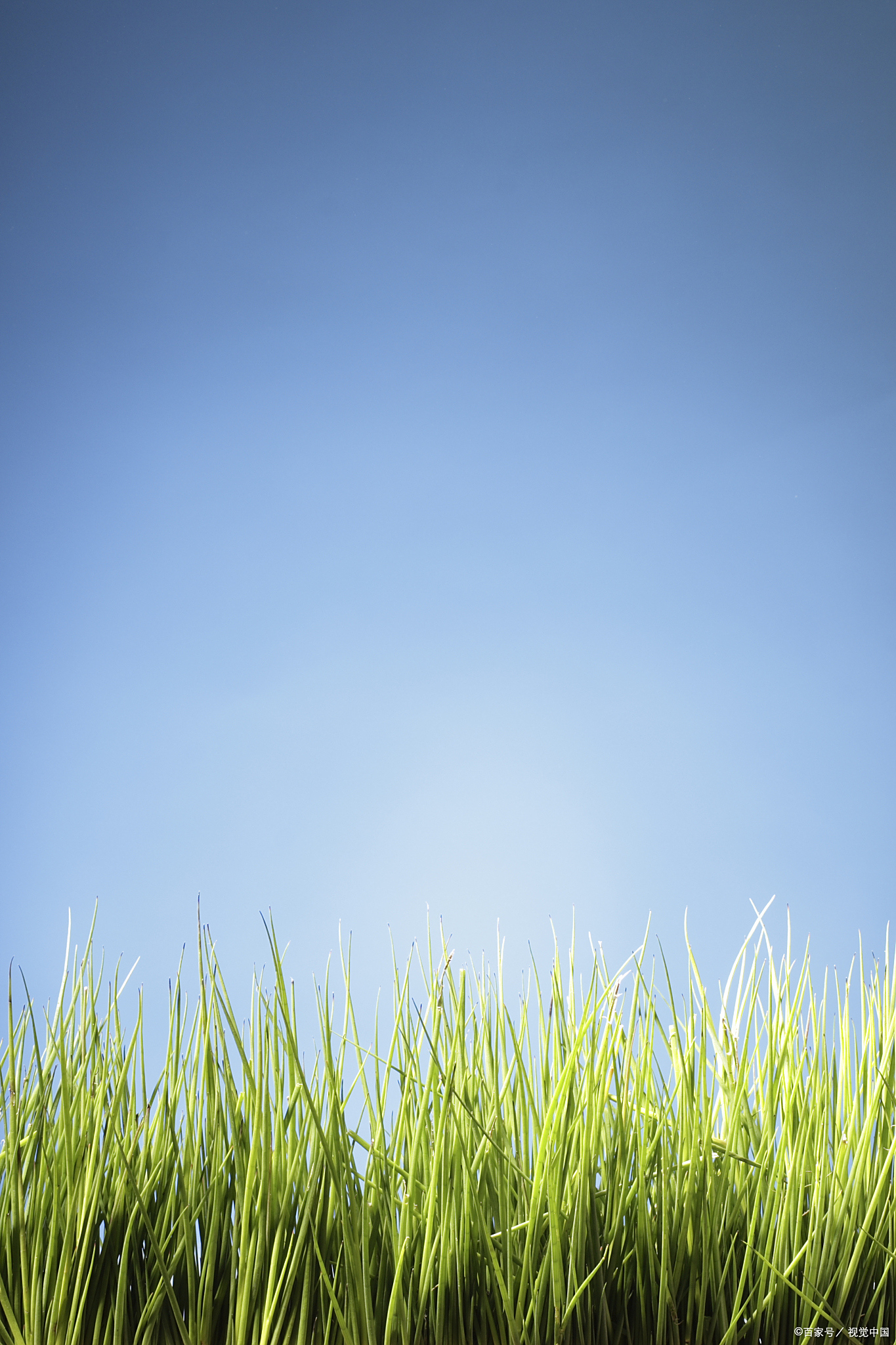 看着在春风中舒展柔美的小草,她们安静而美好,坚韧而低调,想着做一个