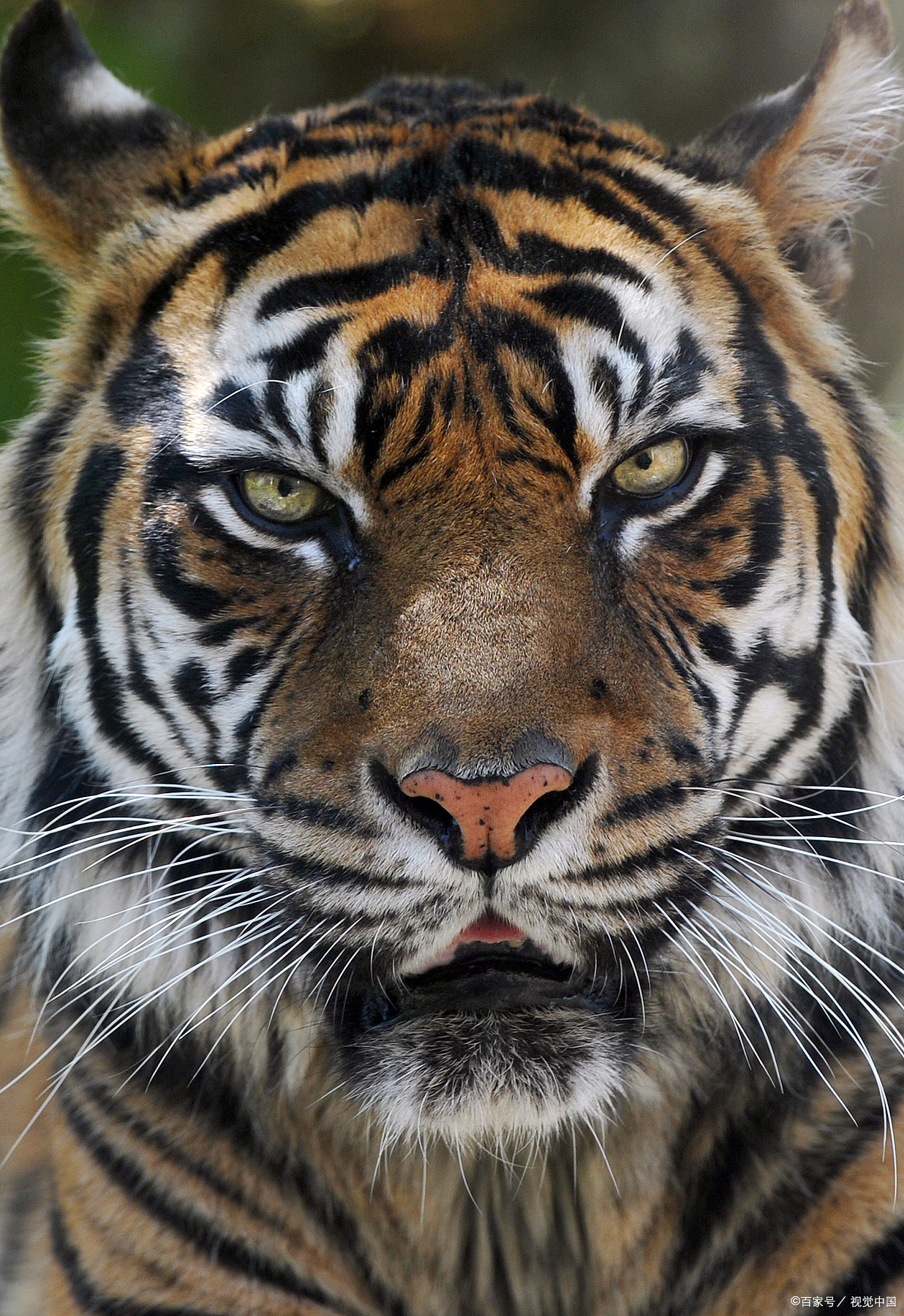 先说老虎. 大型猫科动物,体长3米左右,体重300斤左右