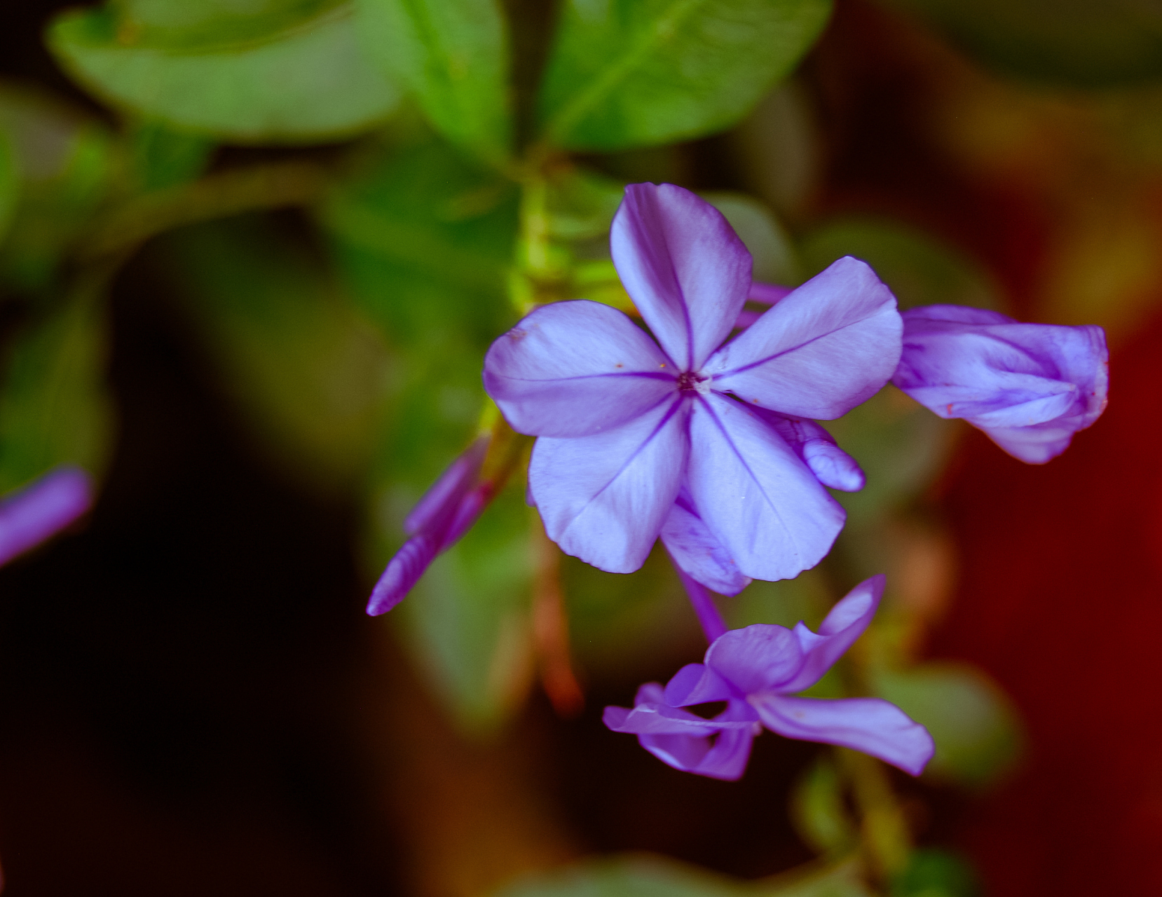 丁香花花瓣的形状图片