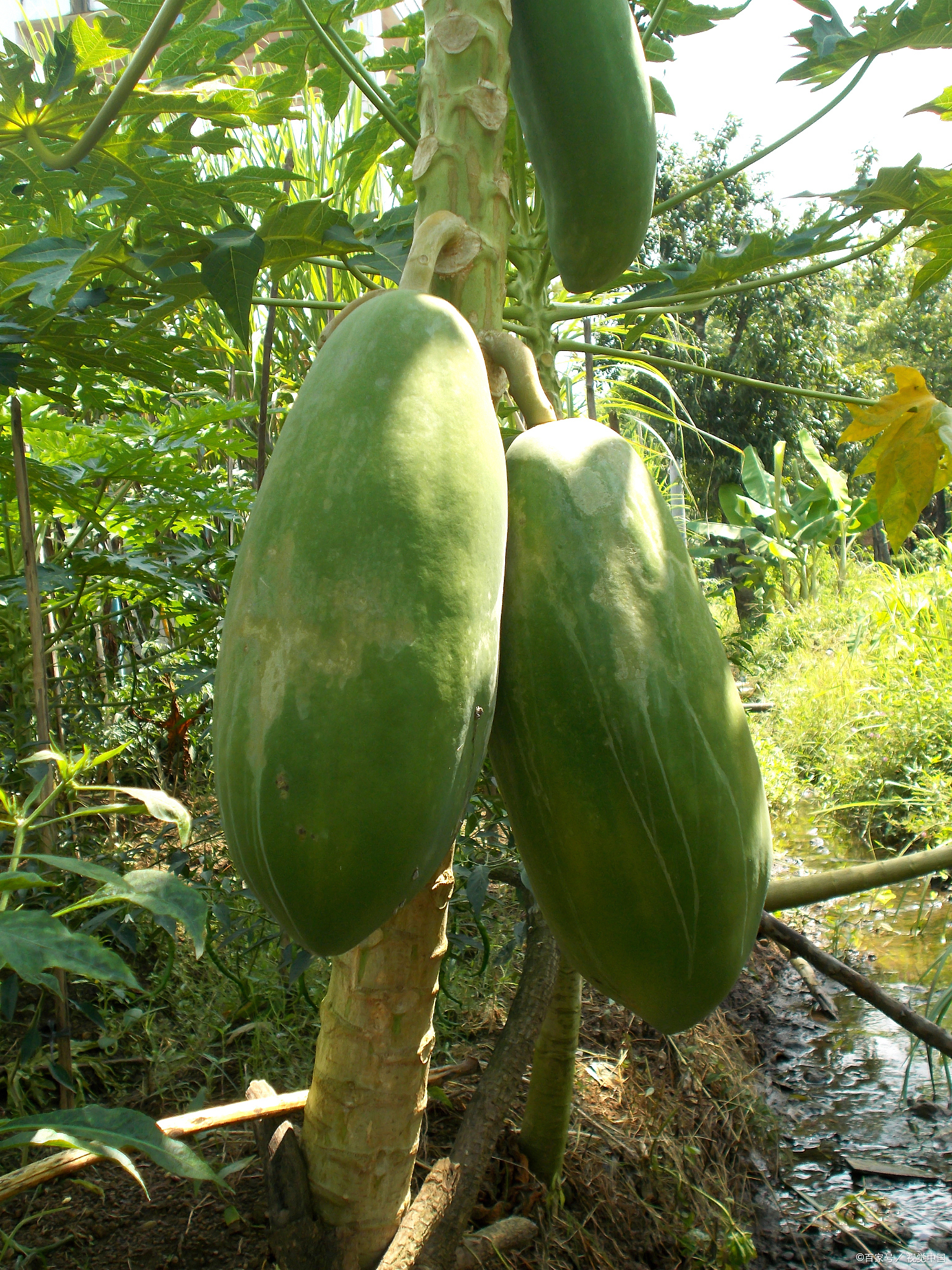 木瓜苦的原因可能有以下几种: