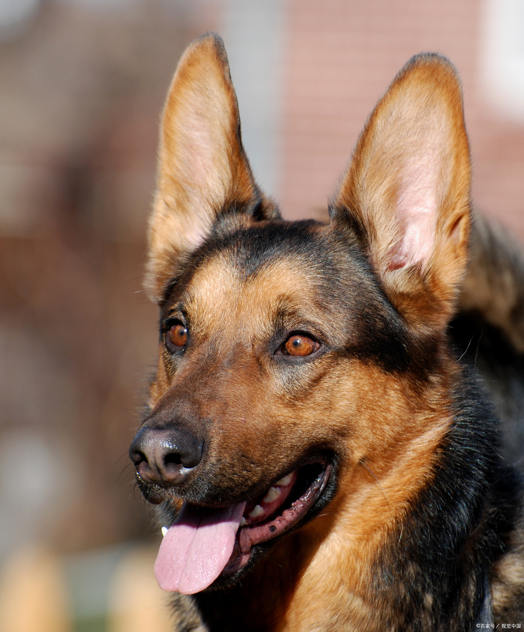 捷克狼犬(czechoslovakian wolfdog)是一种兼具狼的野性美与犬类忠诚