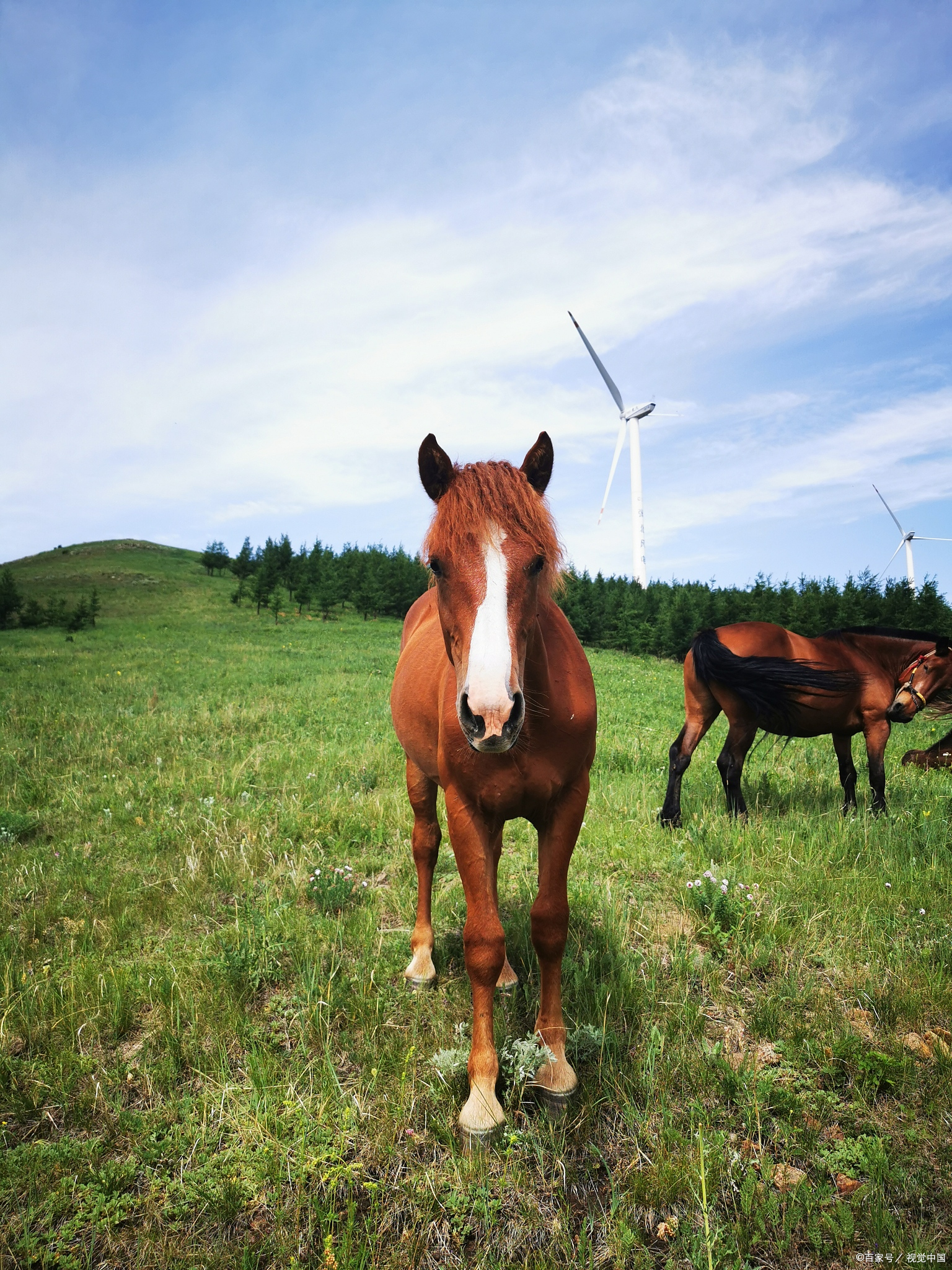戎马有戎马的疆场,牛马有牛马的担当,只要肯往前奔,都是顶好的马
