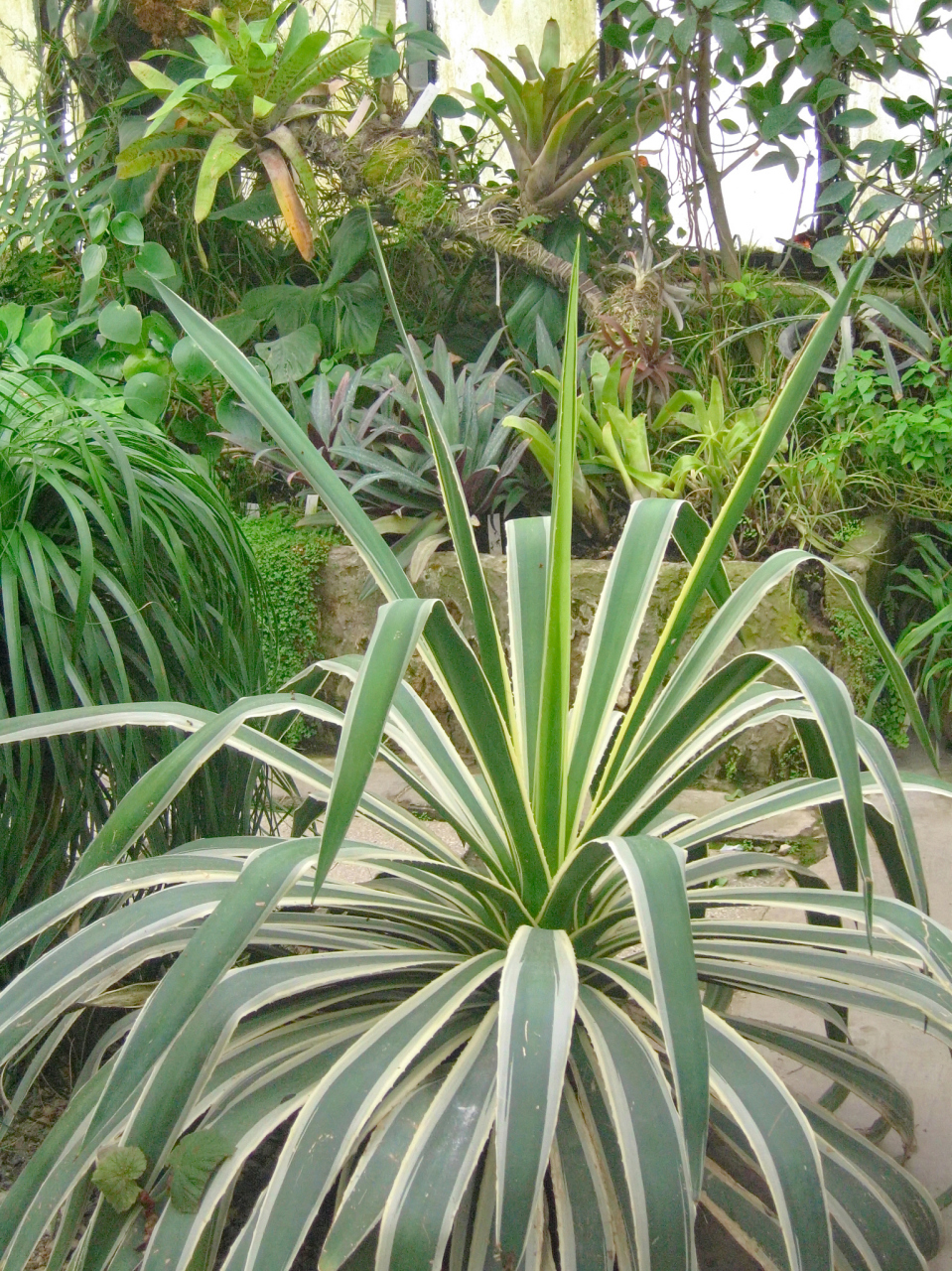 金边龙舌兰是一种受欢迎的观赏植物,需要正确的养护方法来保持其美丽