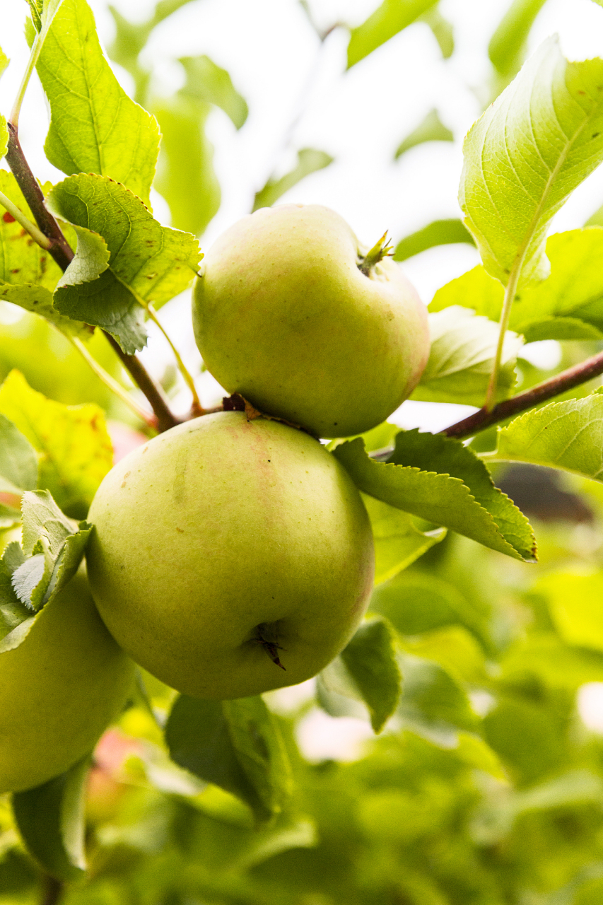 鸭梨:中医认为,鸭梨能"润肺凉心,消痰降火,解疮毒,酒毒",适用于吭嗽
