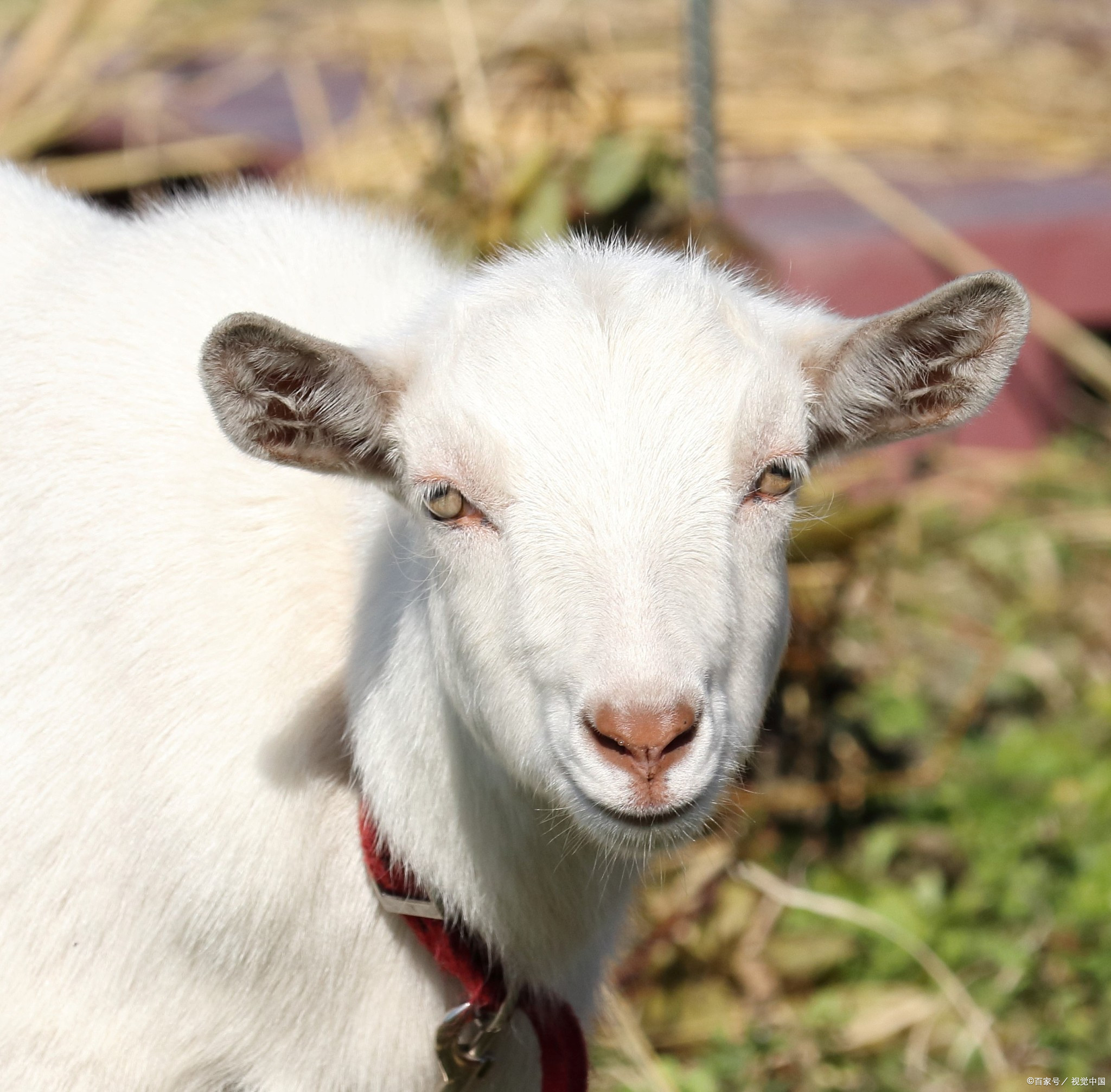 20000年属于什么生肖的问题有些特殊,因为生肖是基