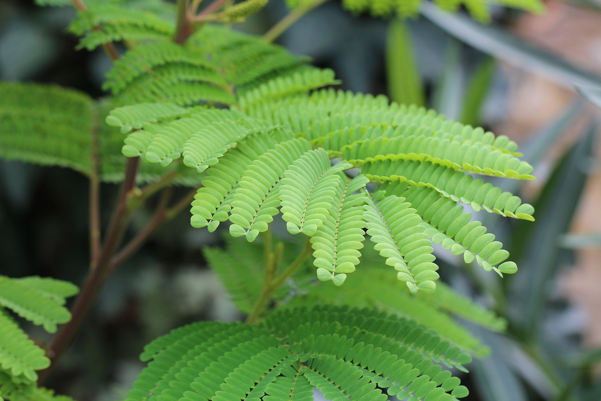 含羞草的花语是什么  含羞草的花语是害羞,敏感和谦逊.