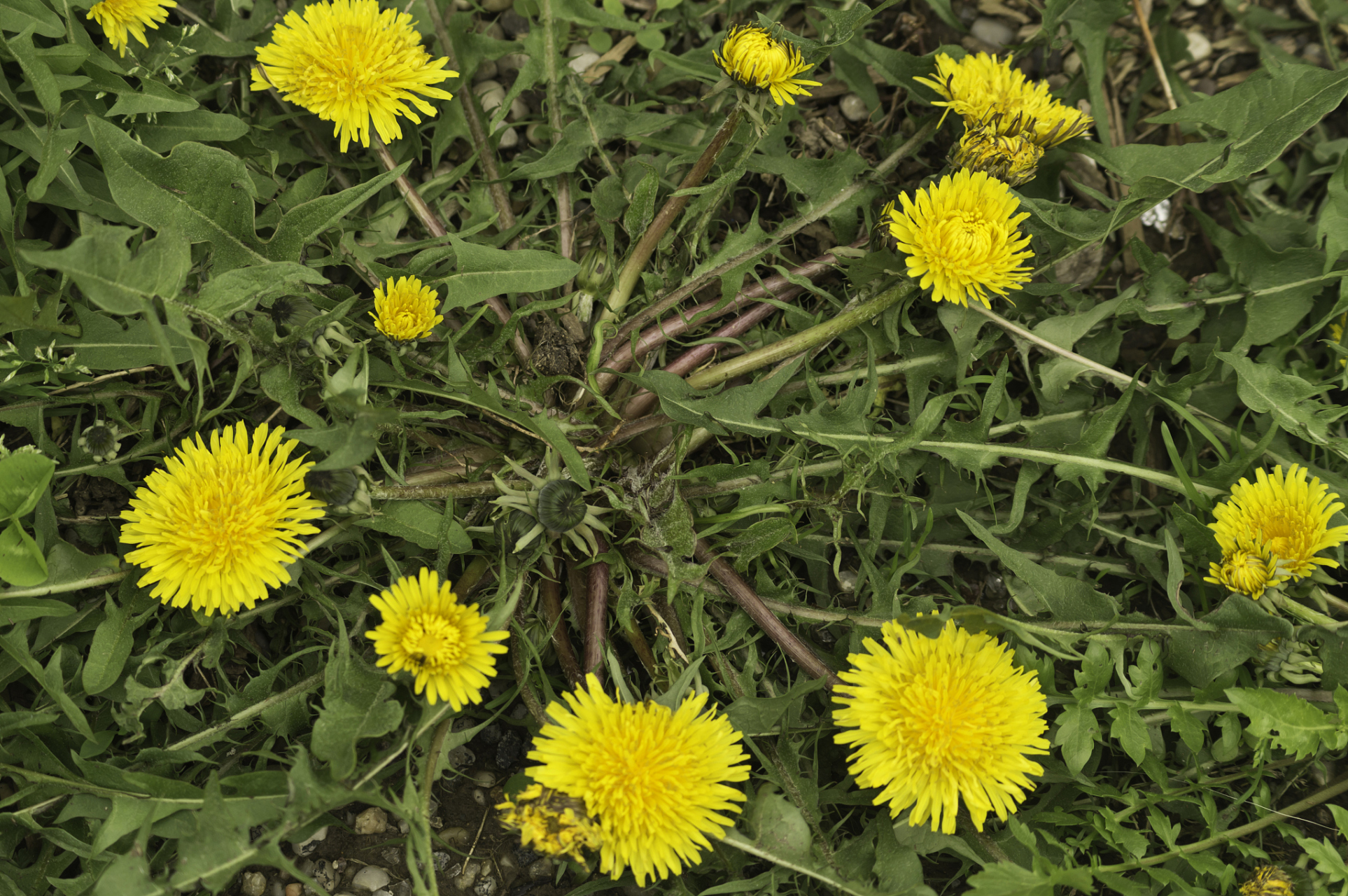虽然蒲公英在许多健康问题和疾病的治疗上显示出了一定的潜力,但是