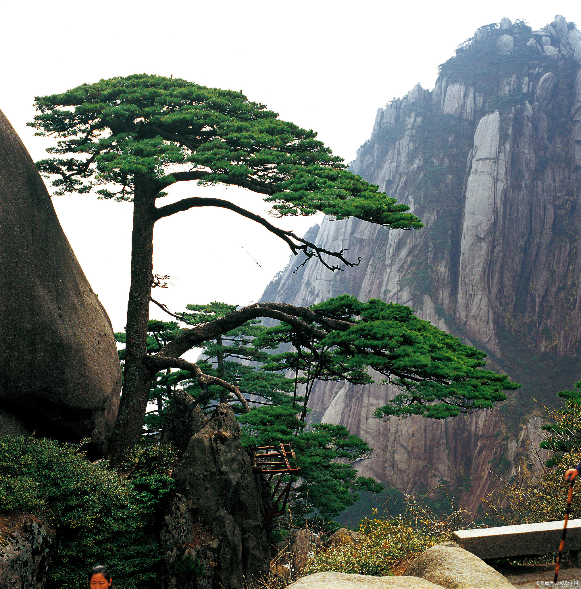 书法家黄山简介图片