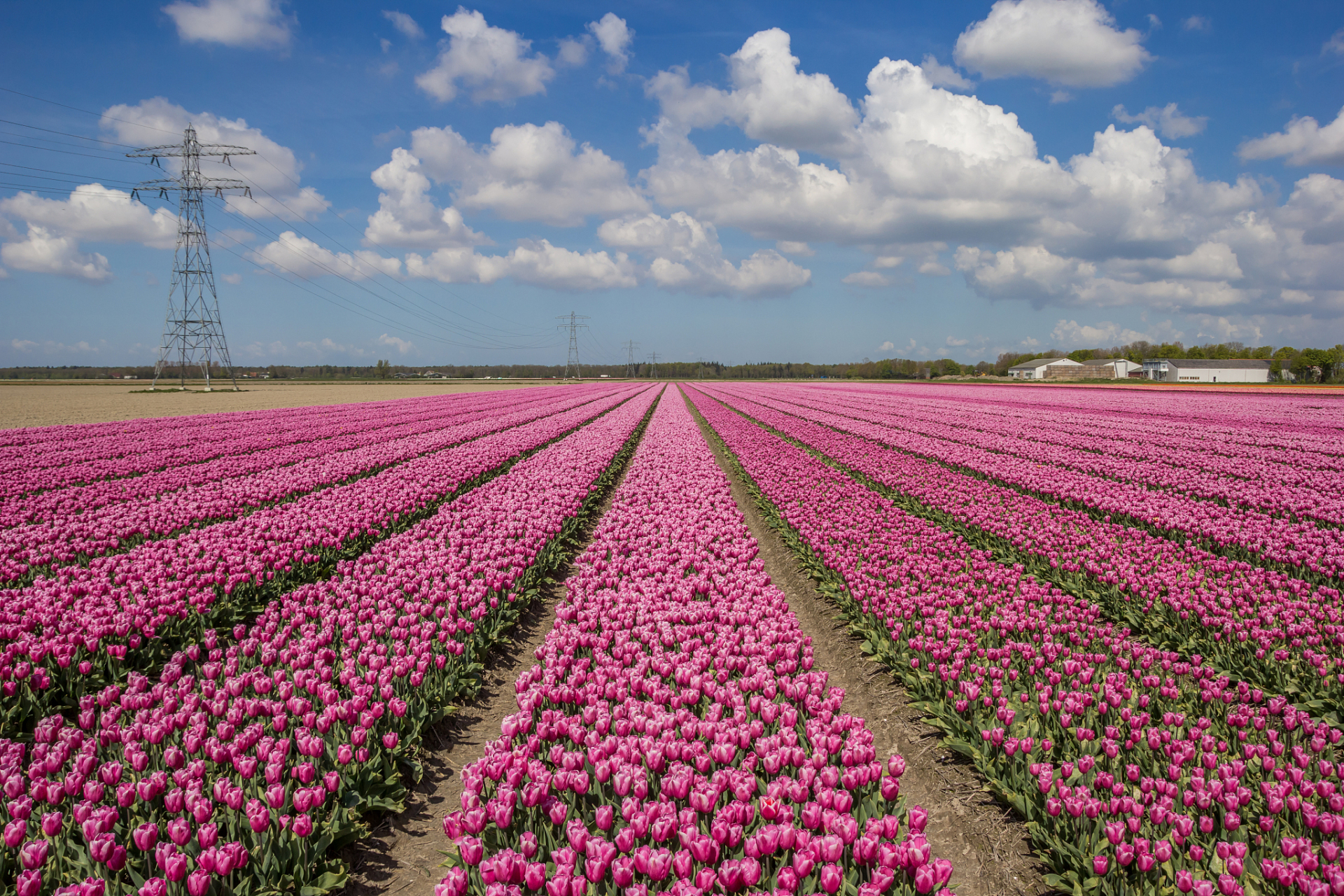 荷兰不仅以风车之国而闻名,也是花之国.每年荷兰出口约40亿朵鲜花.