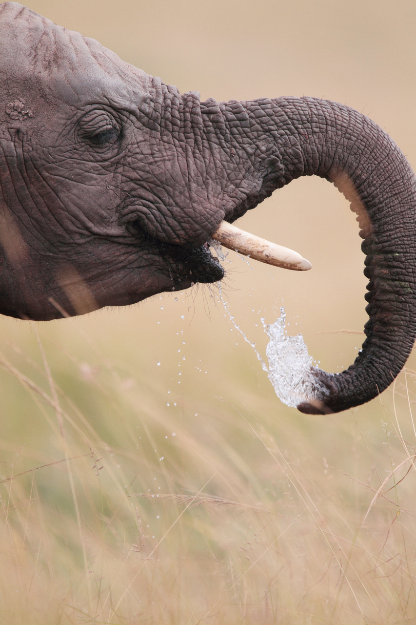 大象的鼻子非常灵活,可以像吸管一样用来吸水.