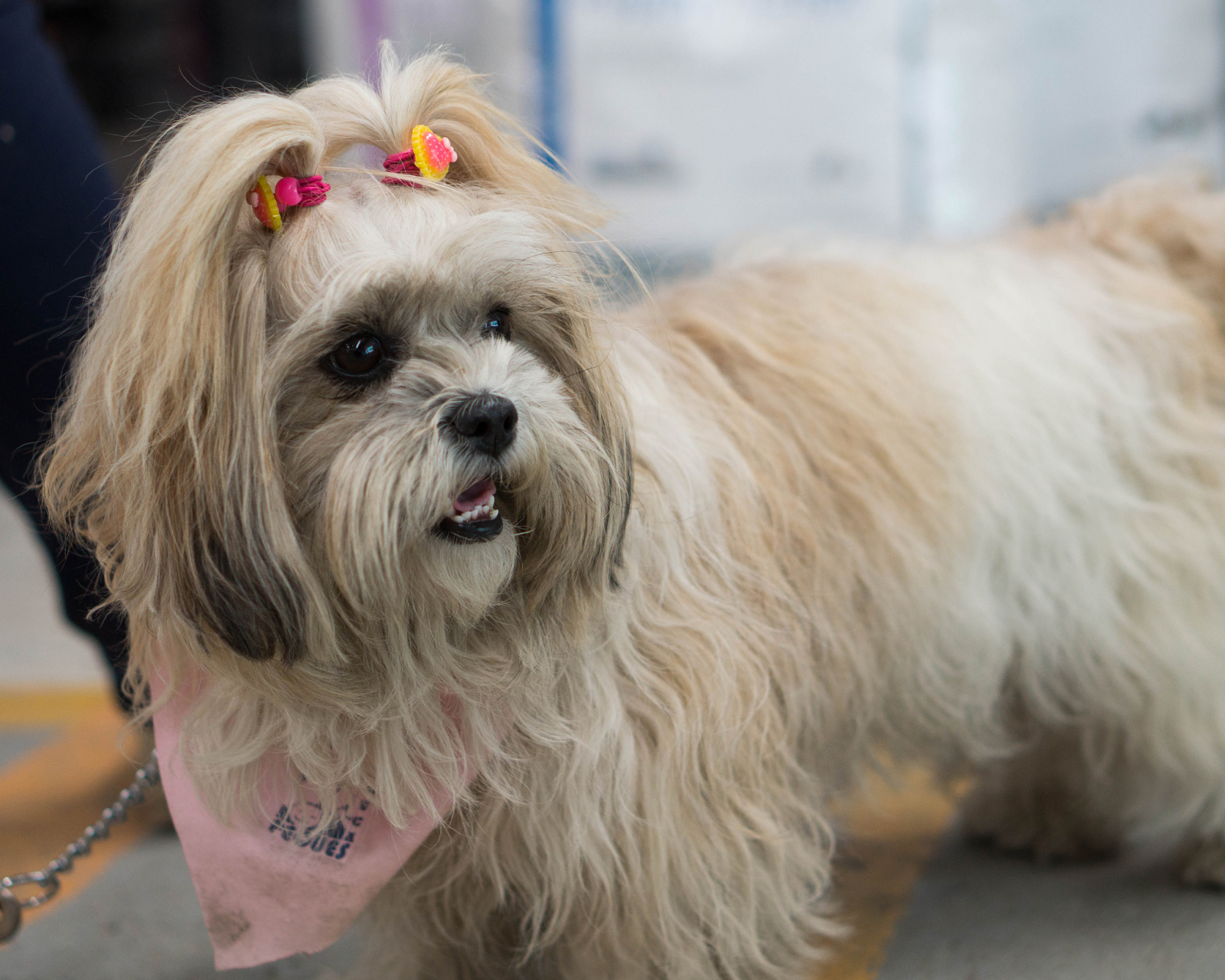 最初仅仅存在于澳洲和印度,过去被称为"悉尼丝毛梗"(sydney silky),是