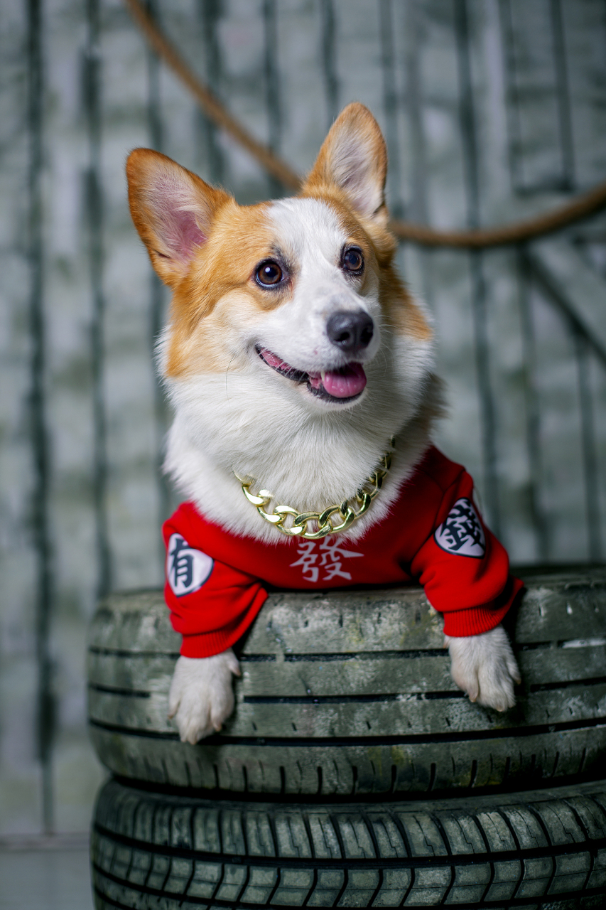 柯基,又被亲切地称为"柯基犬",是一种迷人的小型犬种,拥有令人难以