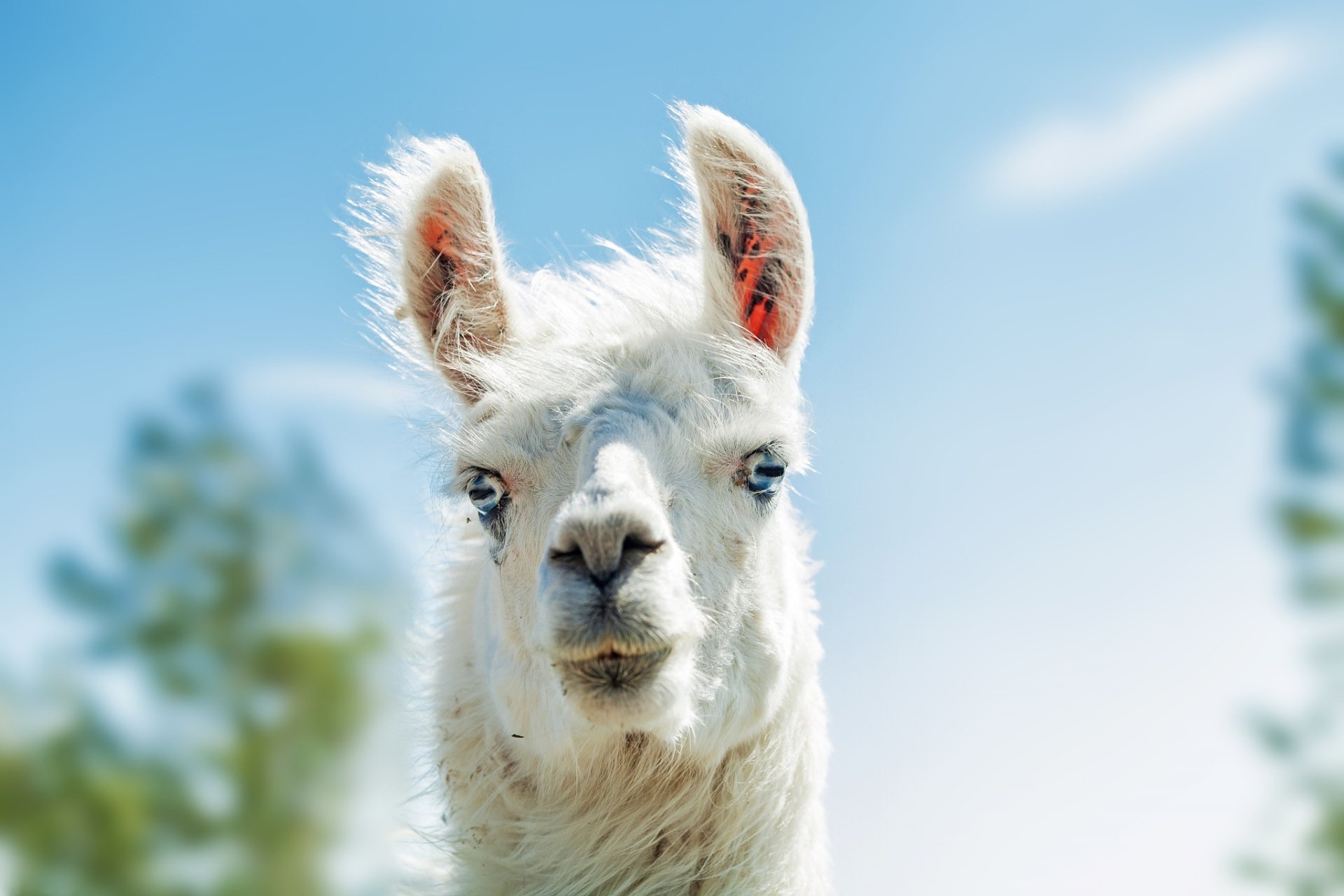 98   据报道,这只羊驼不知为何,对游客的口水情有独钟,只要有人靠近