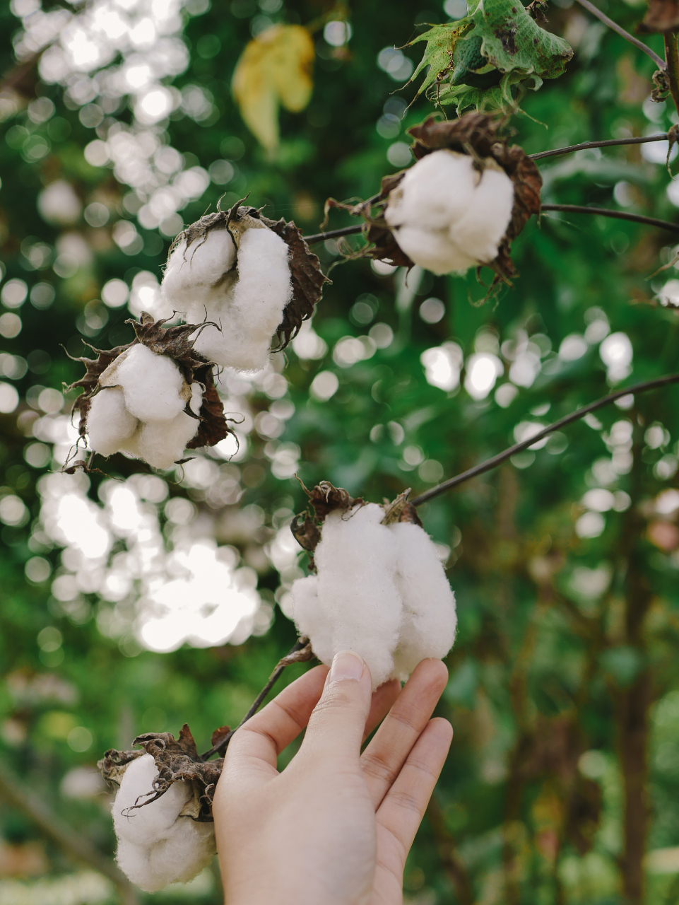 中国棉花协会棉农分会对全国10个省市和新疆自治区2057个定点农户进行