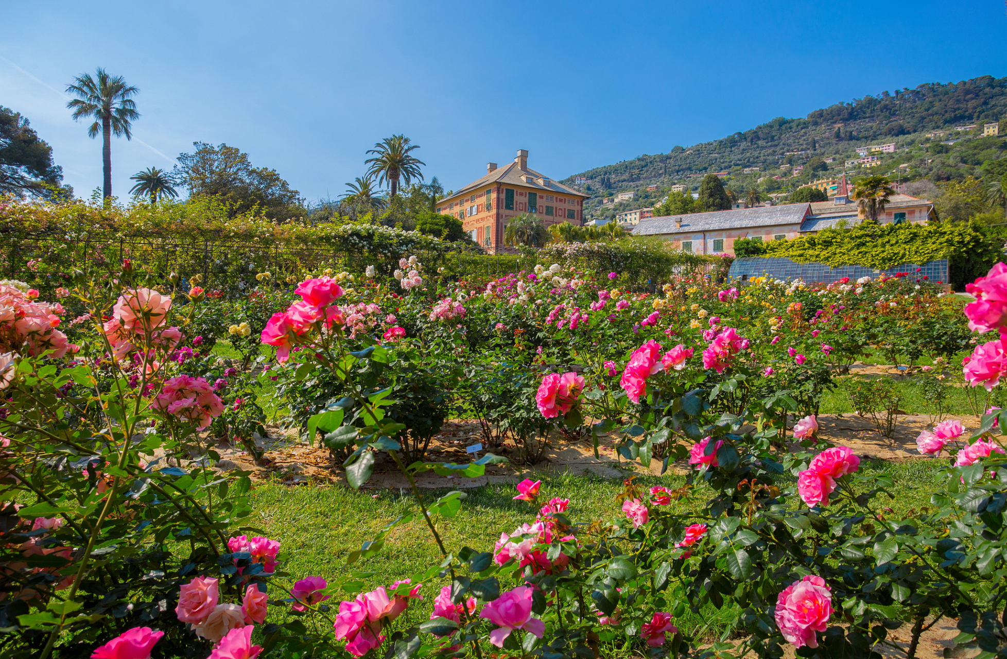 嬉行记# 亚龙湾国际玫瑰谷,这个名字蕴含着一个令人向往的美丽地方的