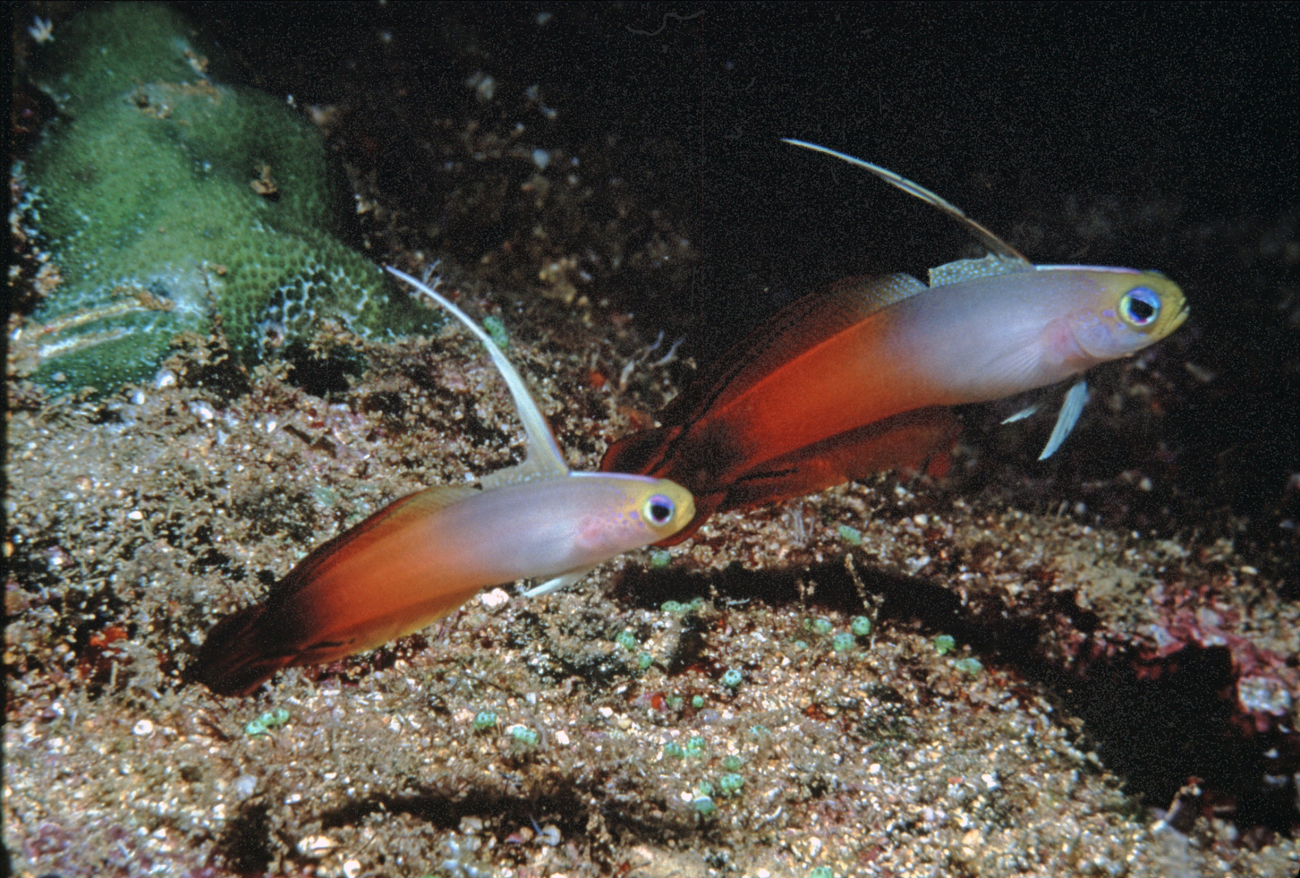 食蚊鱼和青鳉鱼是水中的精灵,它们在外形和生活习性上有微妙的差异.