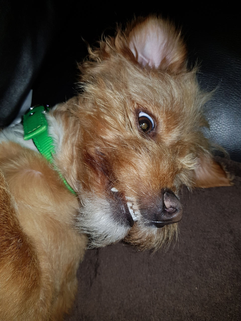 狗狗得犬瘟症状有哪些?