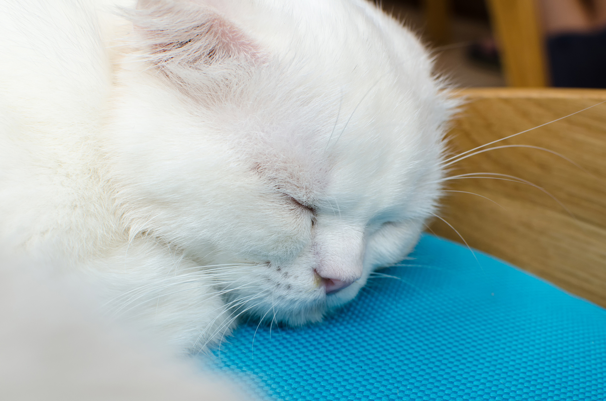 猫咪发烧40度是猫瘟吗##猫咪日常#   猫咪发烧40摄氏度不一定是猫瘟.