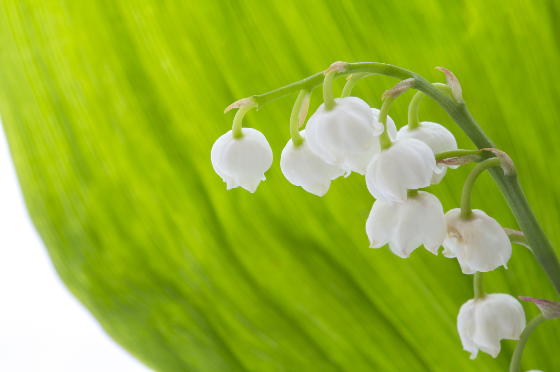 想让铃兰绽放光彩?掌握浇水秘诀是关键!