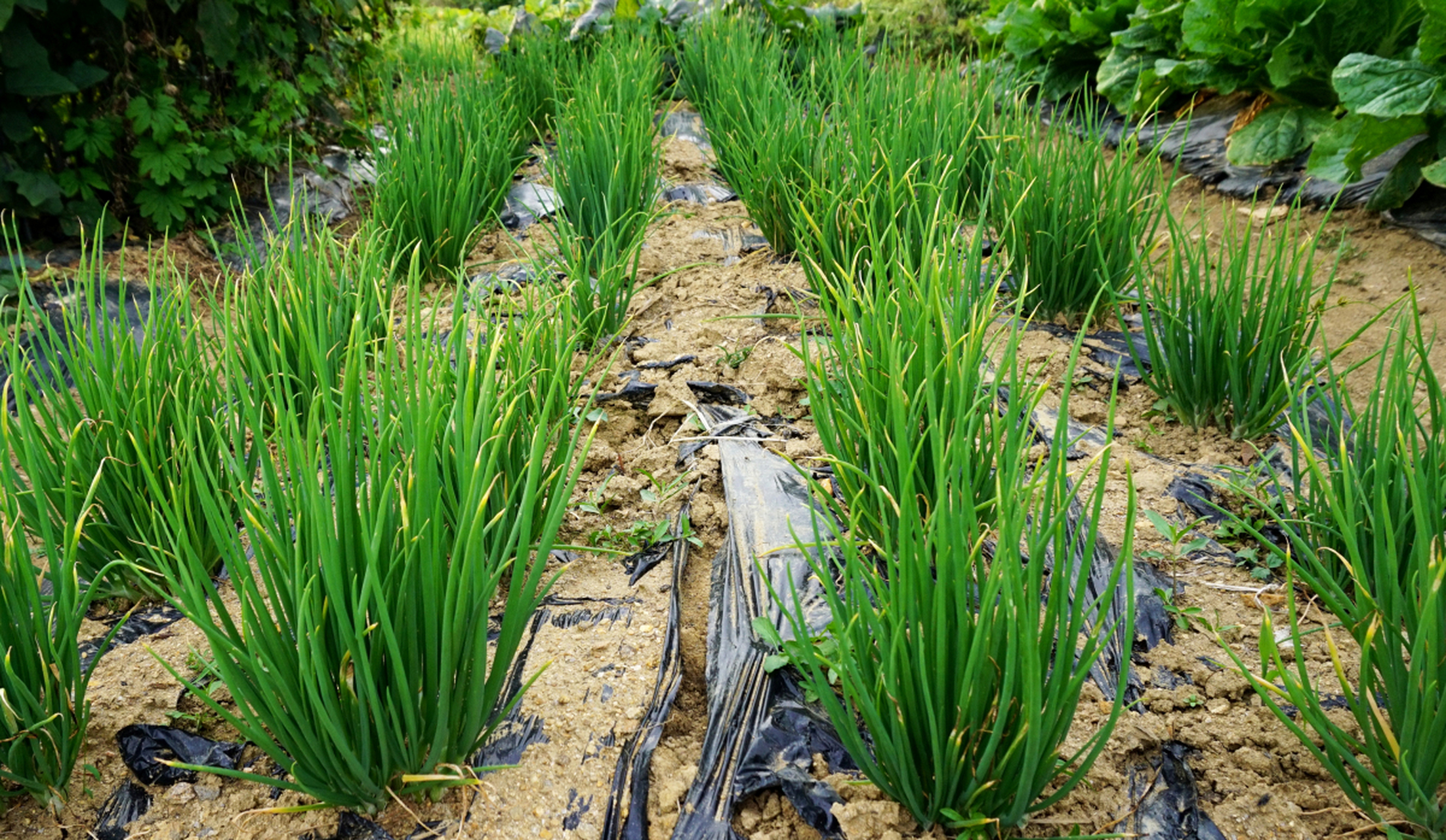 种植大葱要加强肥料管理,大葱是忌偏酸性肥料,单一性肥料和没有腐熟的