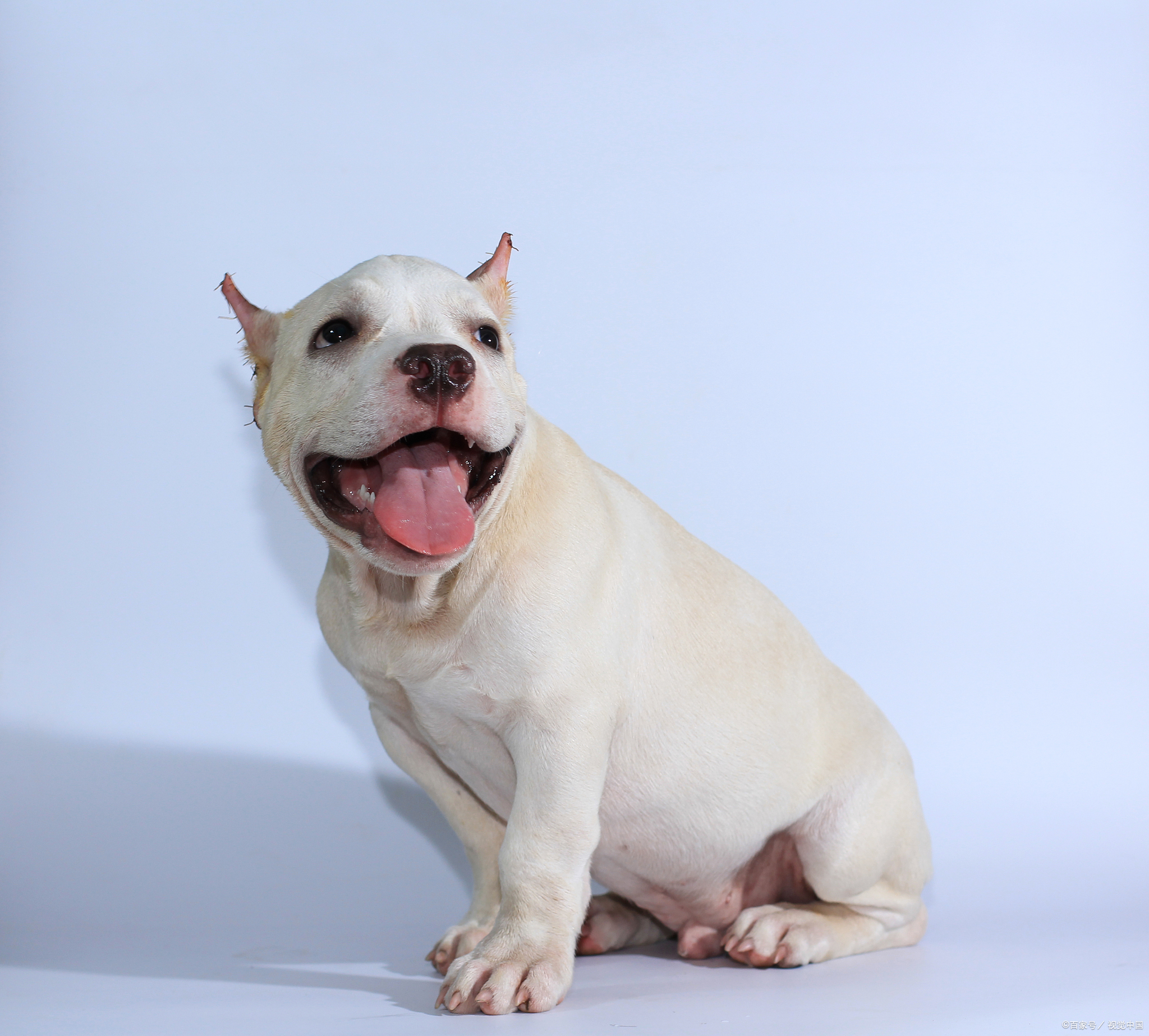 不掉毛的中型犬:历史与特性探析