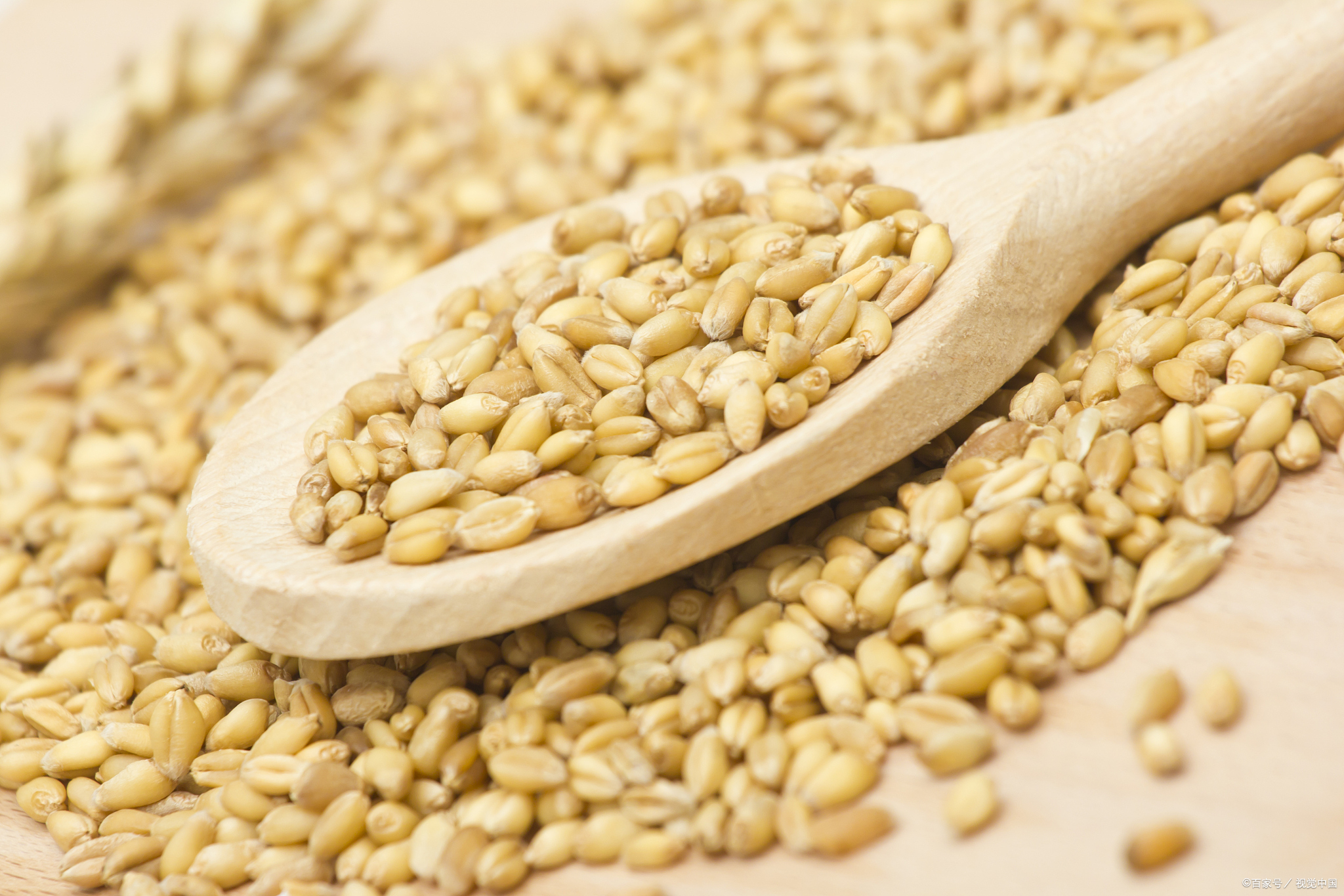 小麦胚芽的功效与作用