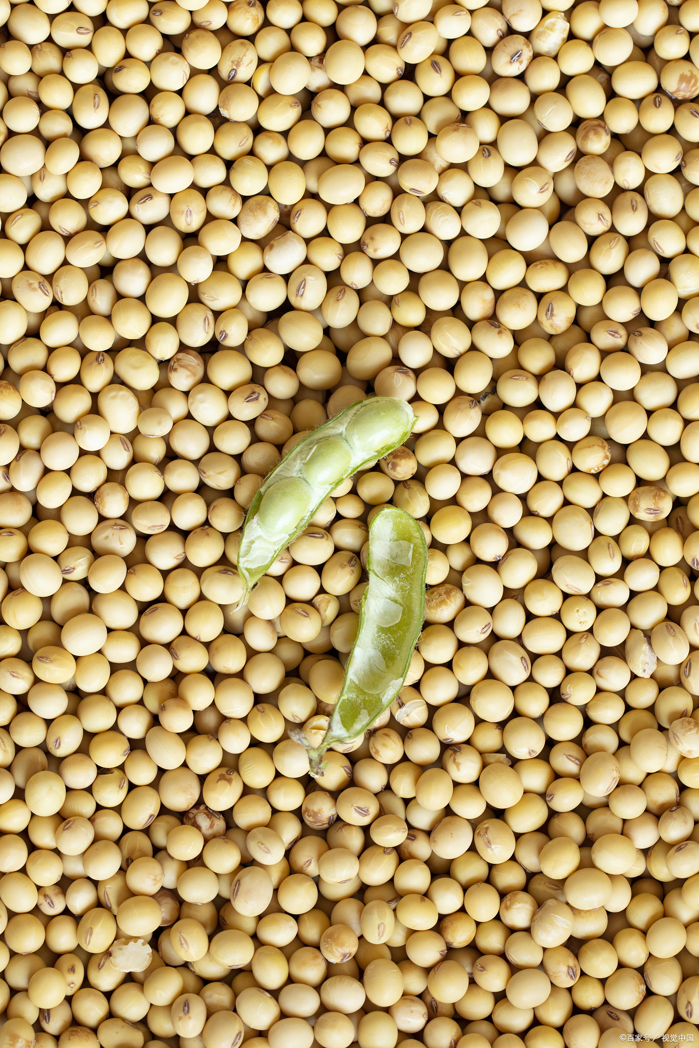 泡黄豆的时间掌控是制作各类豆制品如豆浆,豆腐等过程中的关键环节