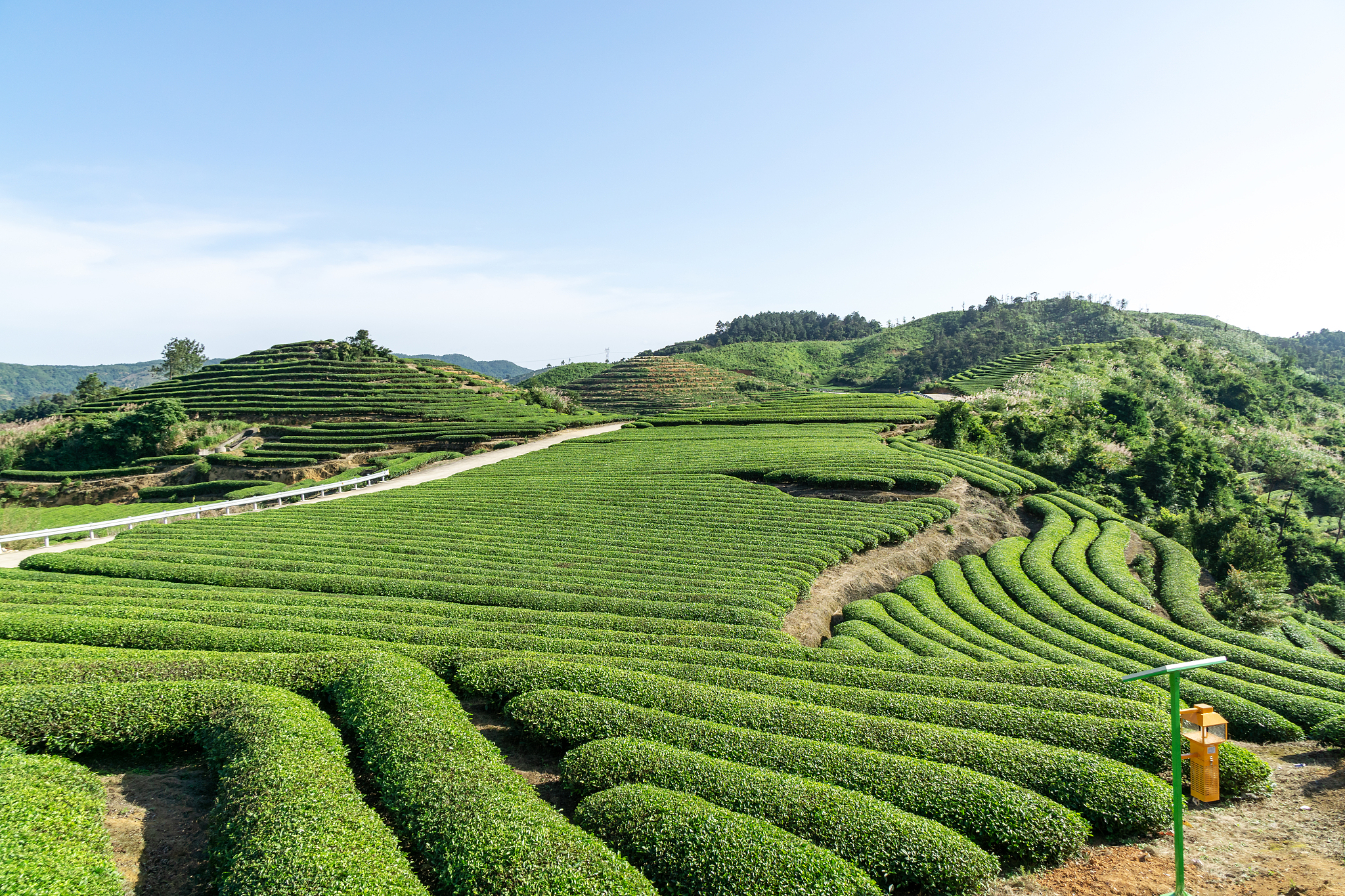 茶田摄影图片