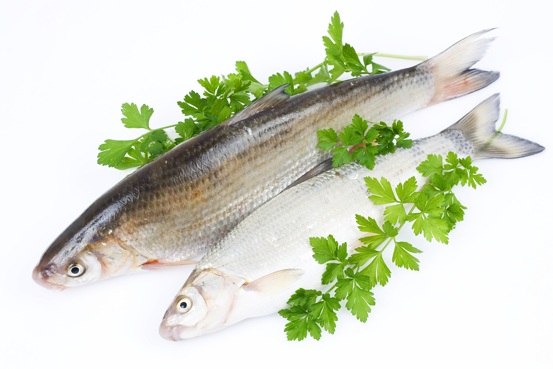 寻找百度ai写手计划# 白条鱼的营养价值  11566 白条鱼富含蛋白