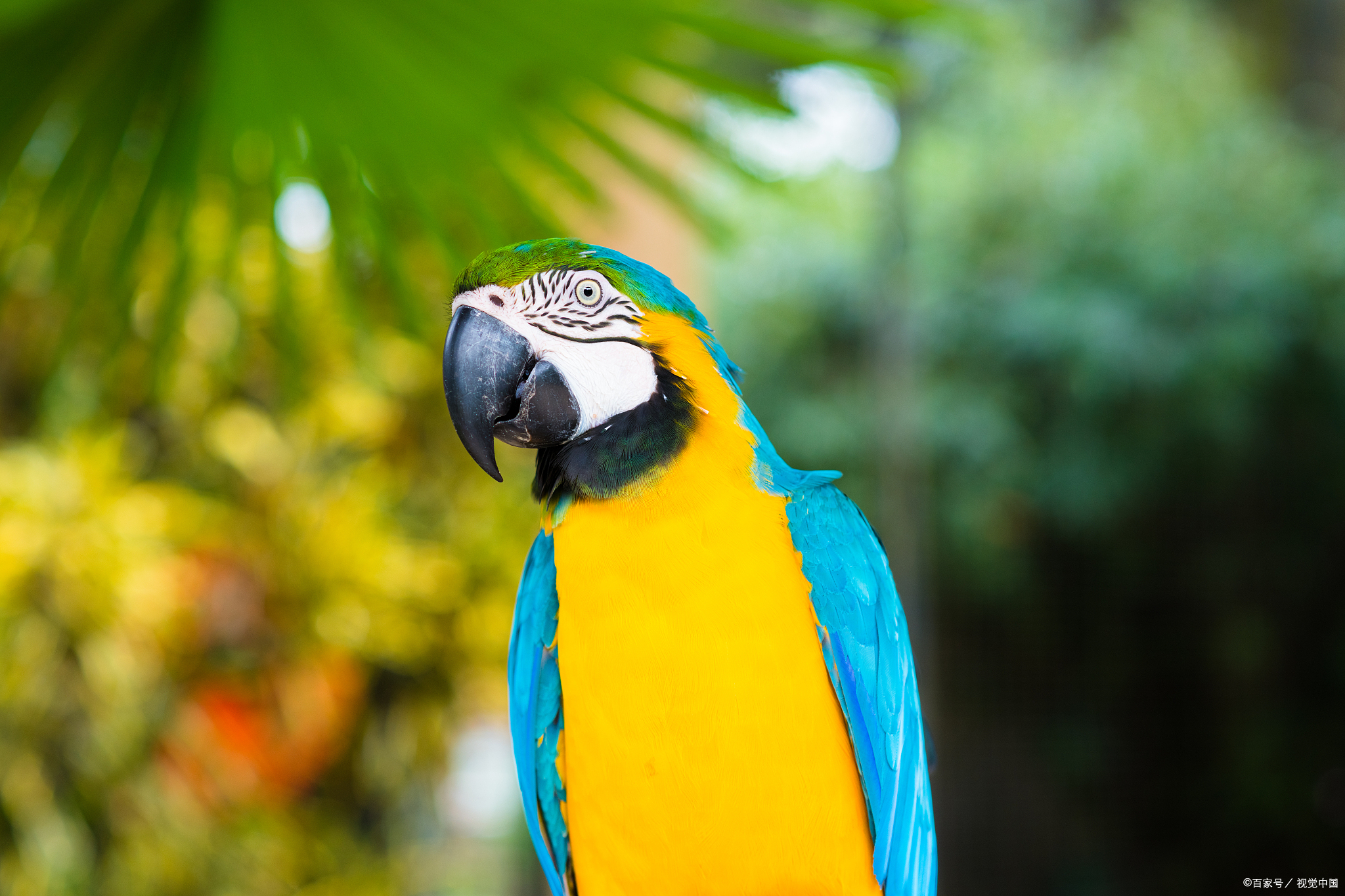 黄桃鹦鹉雏鸟一天喂几次奶粉