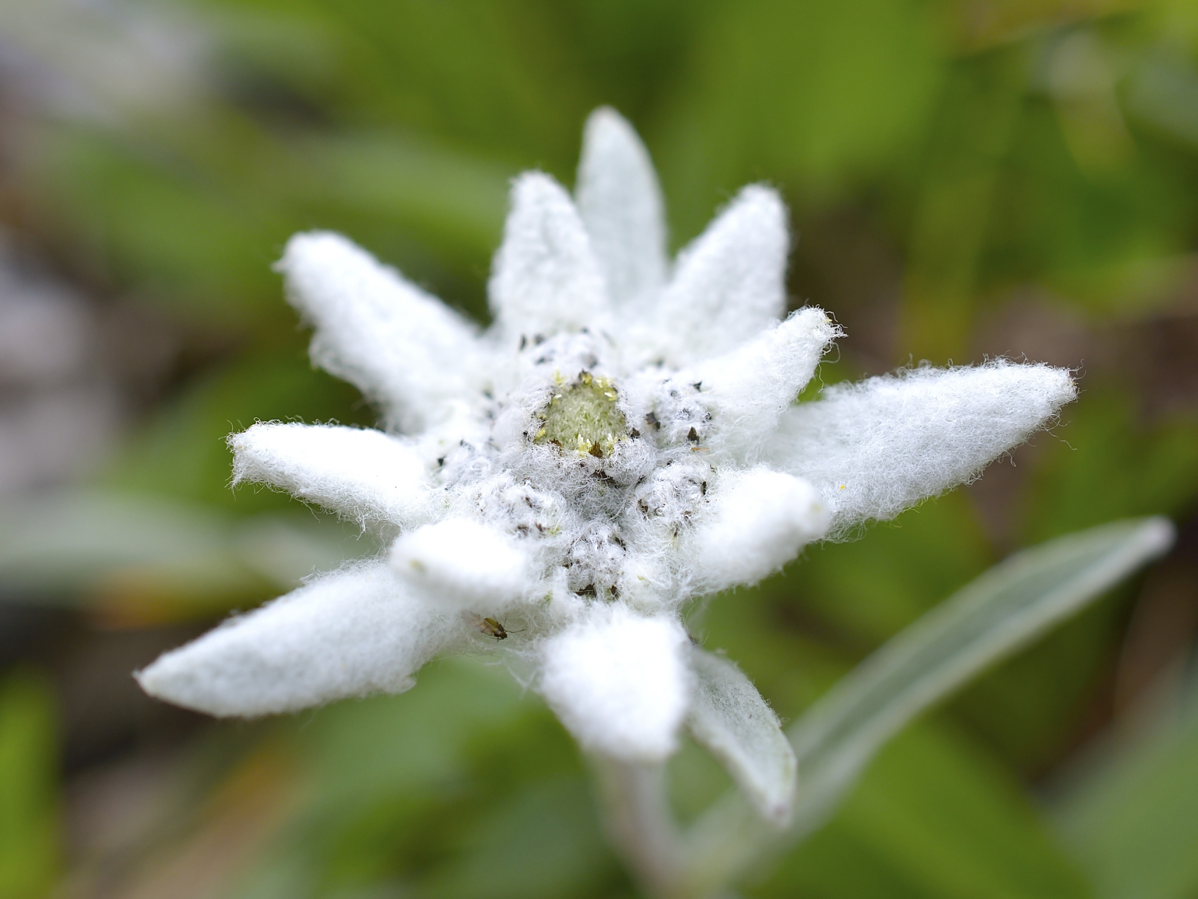 【雪绒花】,别名火绒草,薄雪草,属菊科火绒草属的多年生草本高山植物