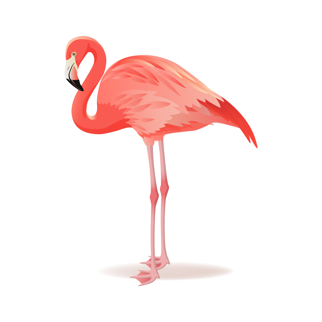 《没啥用的冷知识24》 火烈鸟为了降温,会自己尿自己腿上