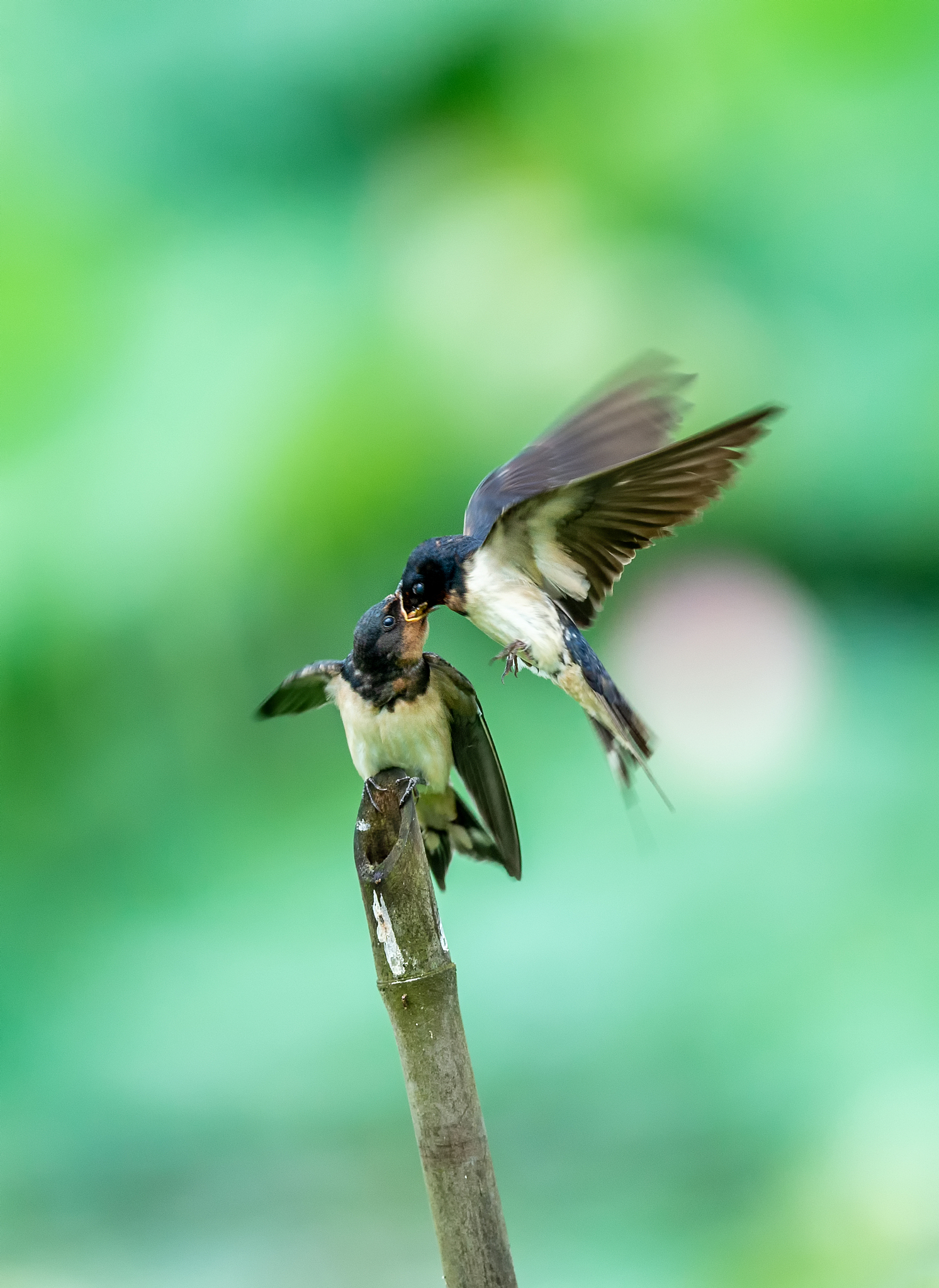 燕子被视为吉祥的象征,它们的到来似乎带着福气,会给家庭带来和谐与