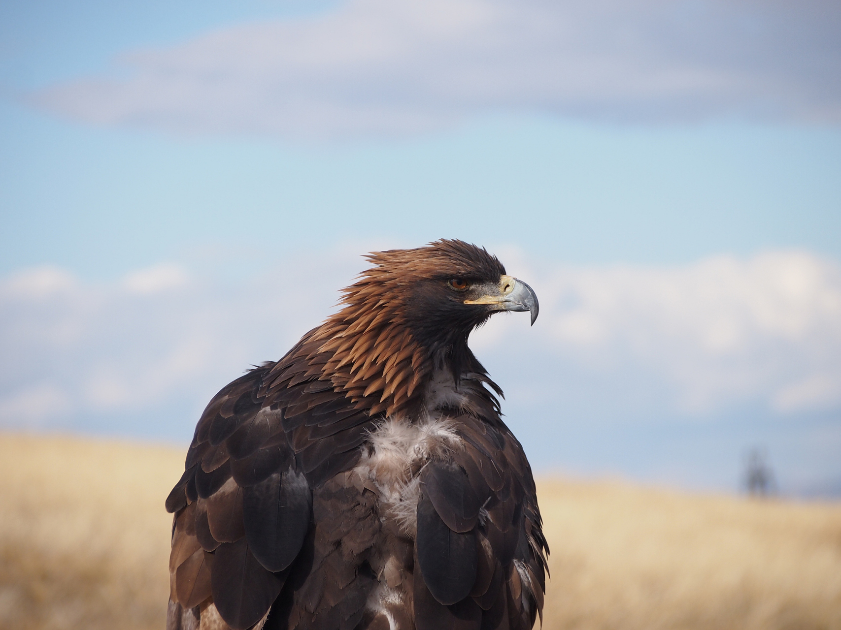 2020年,蒙古老汉巴图鲁救助了一只受伤的老鹰,一年后