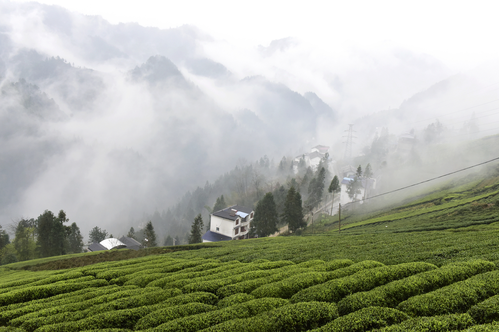 来英山云雾茶乡,看不一样的景色!