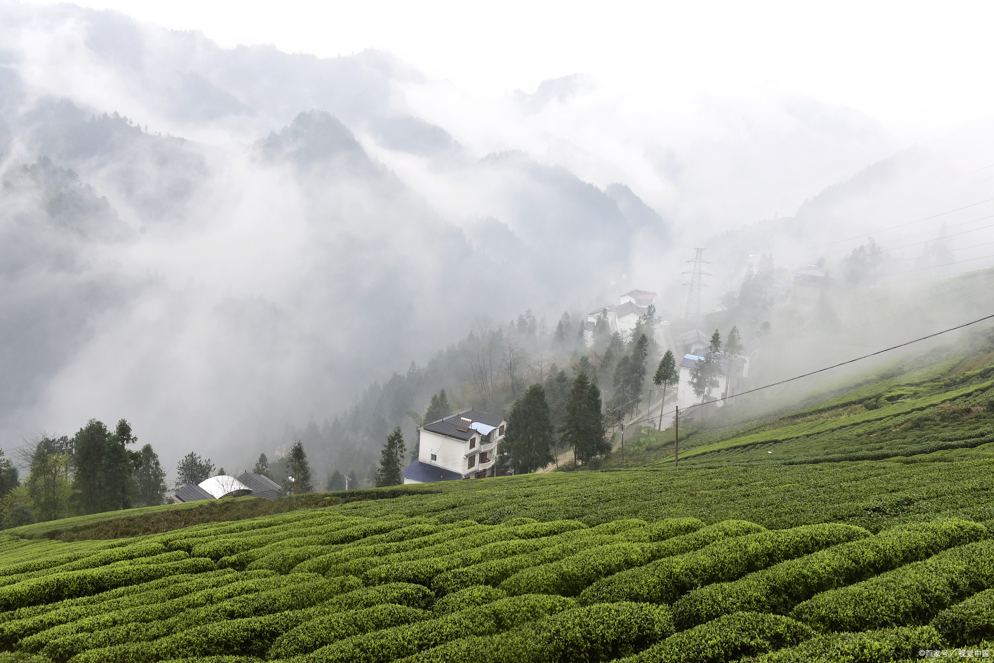 英山茶叶谷茶与爱情图片