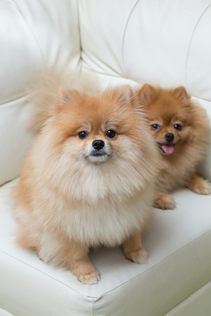 博美犬在宠物主人心中留下了深刻印象,使得其他狗狗难以替代.