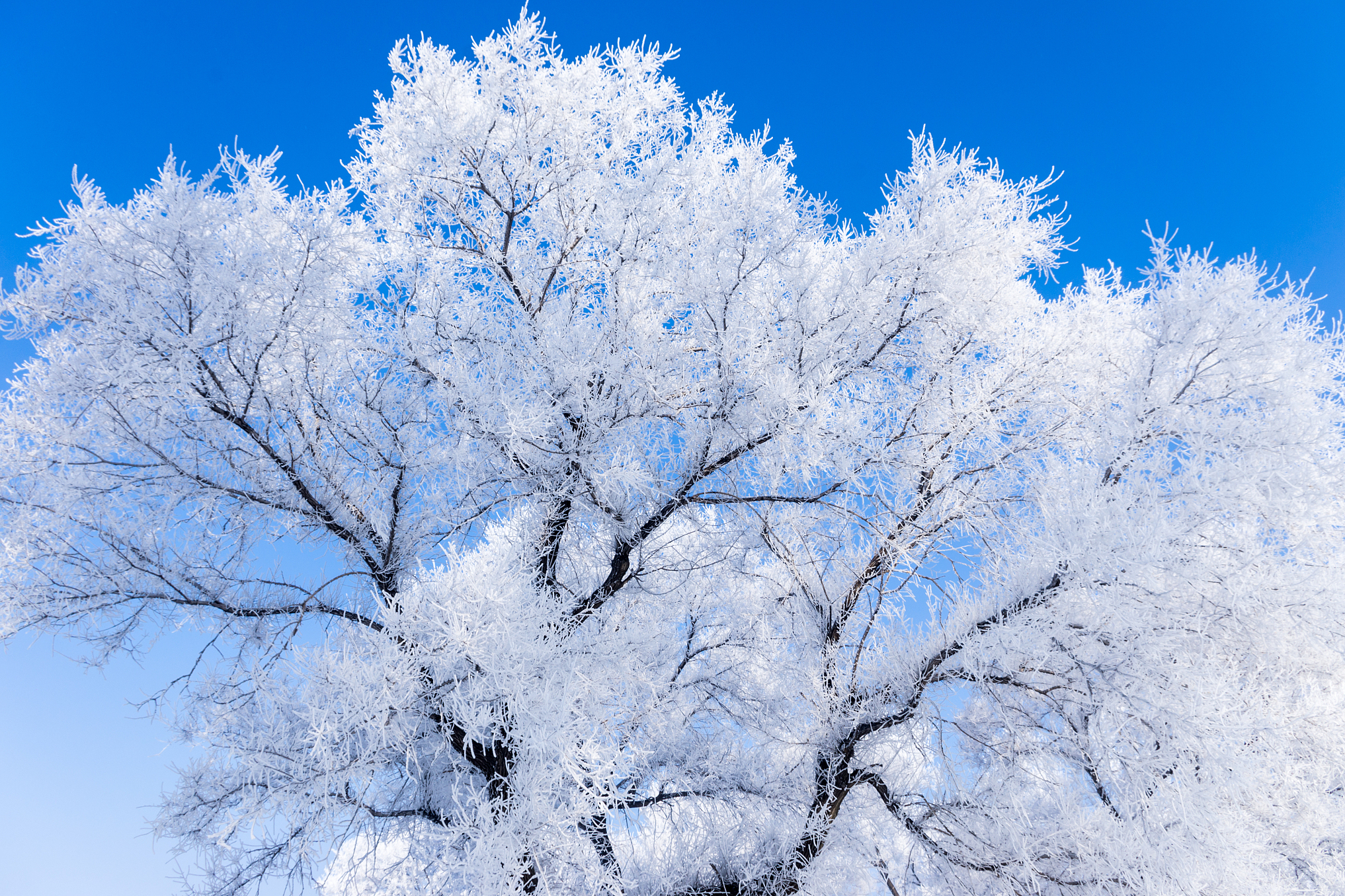 吉林市是观赏雾凇的绝佳之地,最佳.@筱筱听风的动态