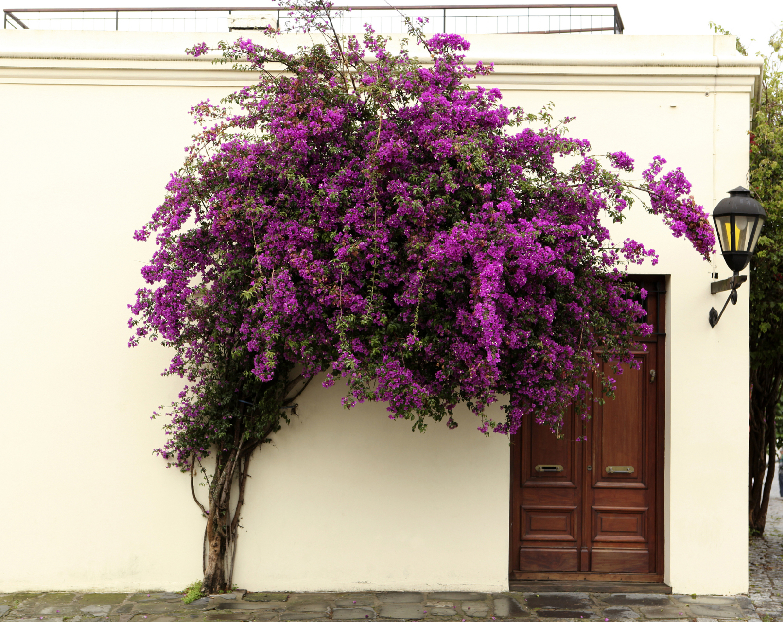 蒜香藤的优缺点  11566 优点:  蒜香藤是一种美丽的攀援植物,具有