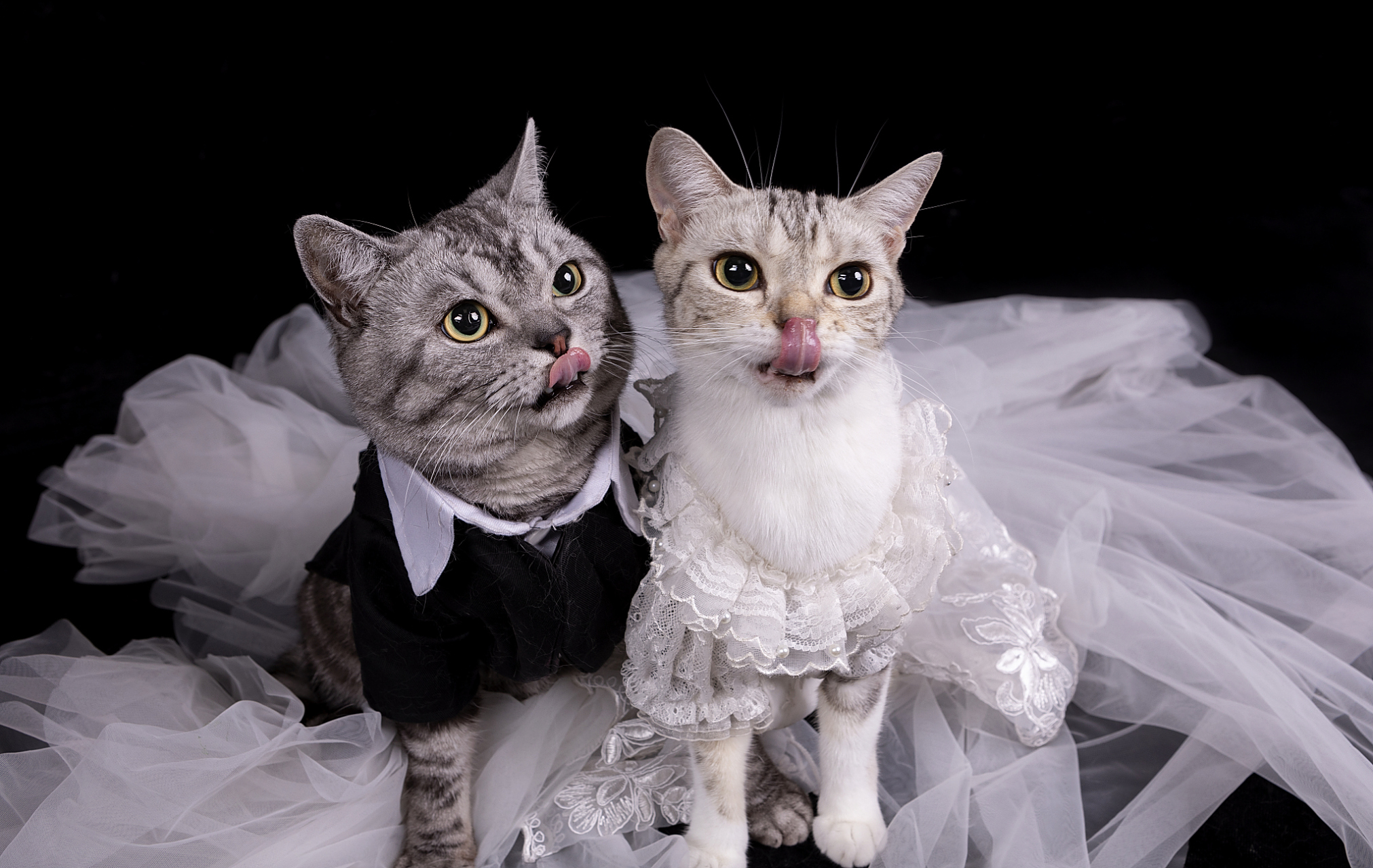 #女生吃菌中毒看见猫咪结婚#  今天我要给大家分享一个非常搞笑的新闻